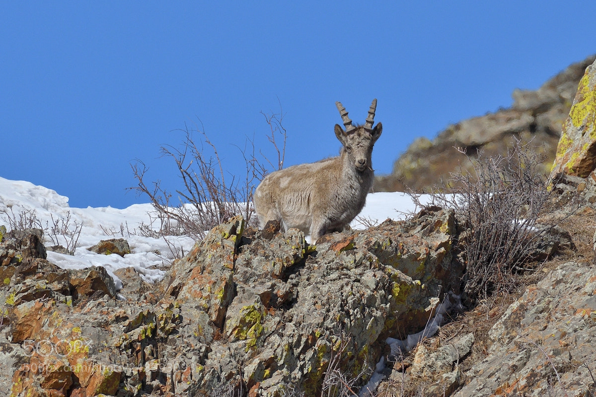 Nikon D500 sample photo. Young ibex photography