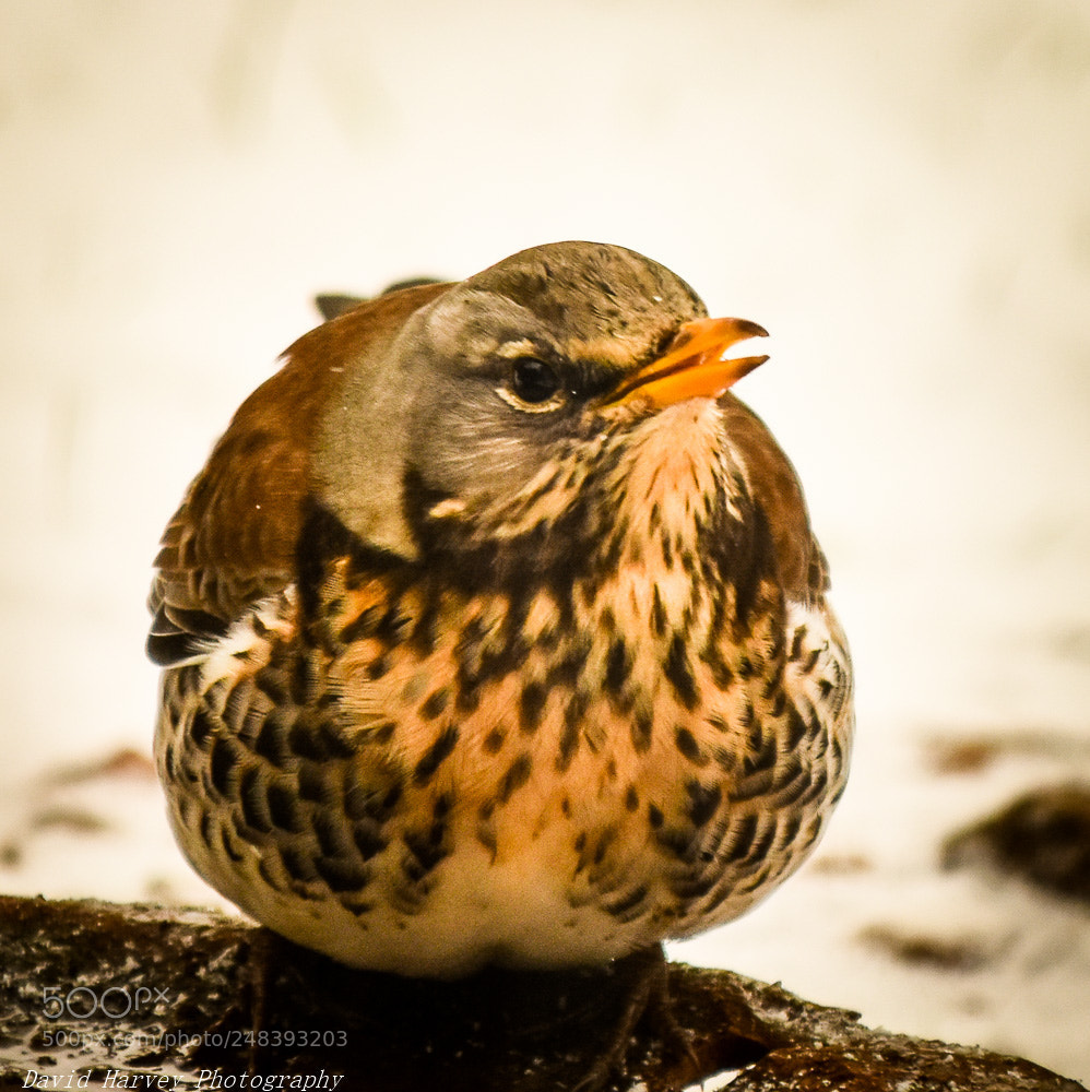 Nikon D7200 sample photo. Fieldfare ? photography