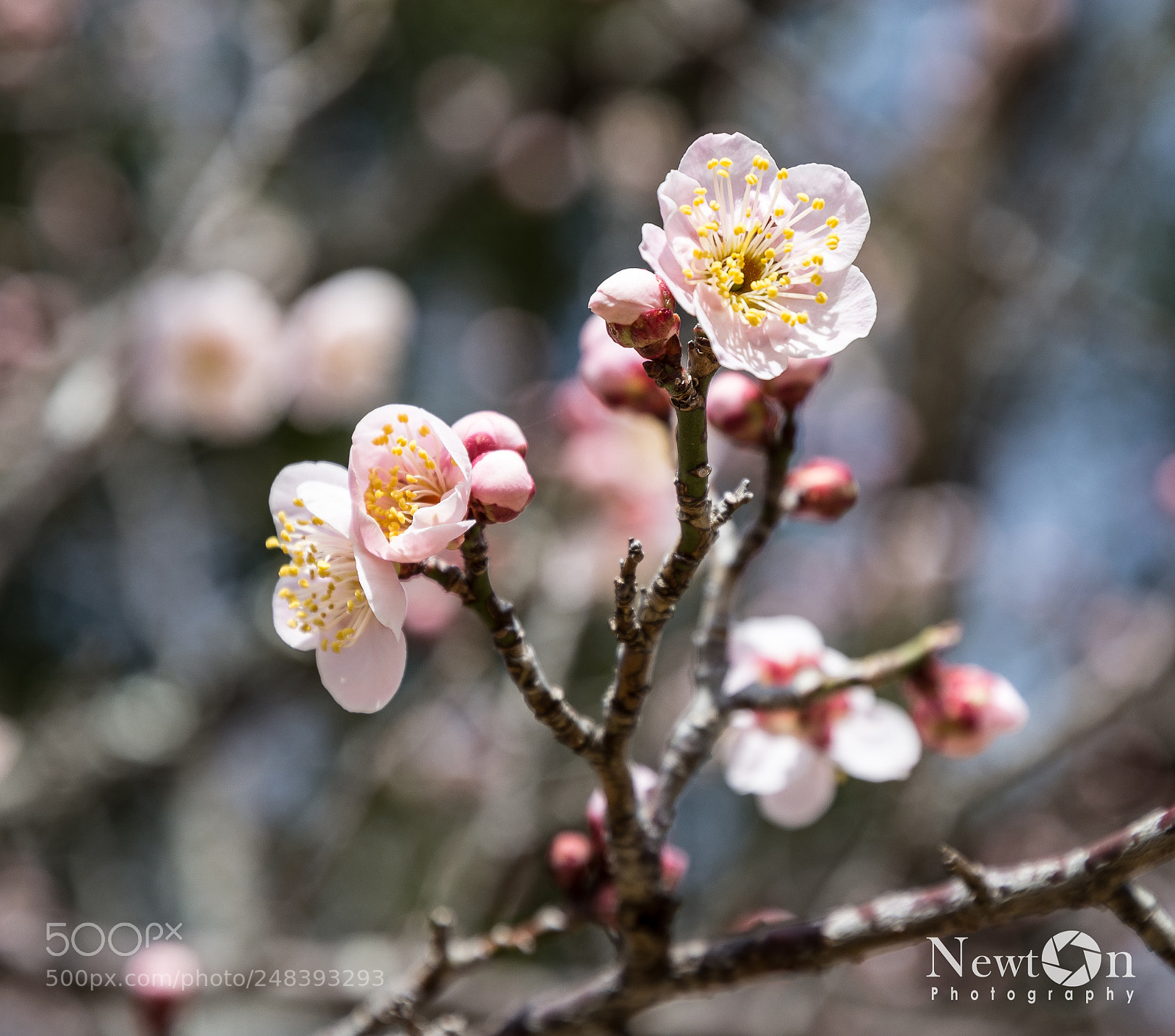 Nikon D7200 sample photo. Plum blossom 2 photography