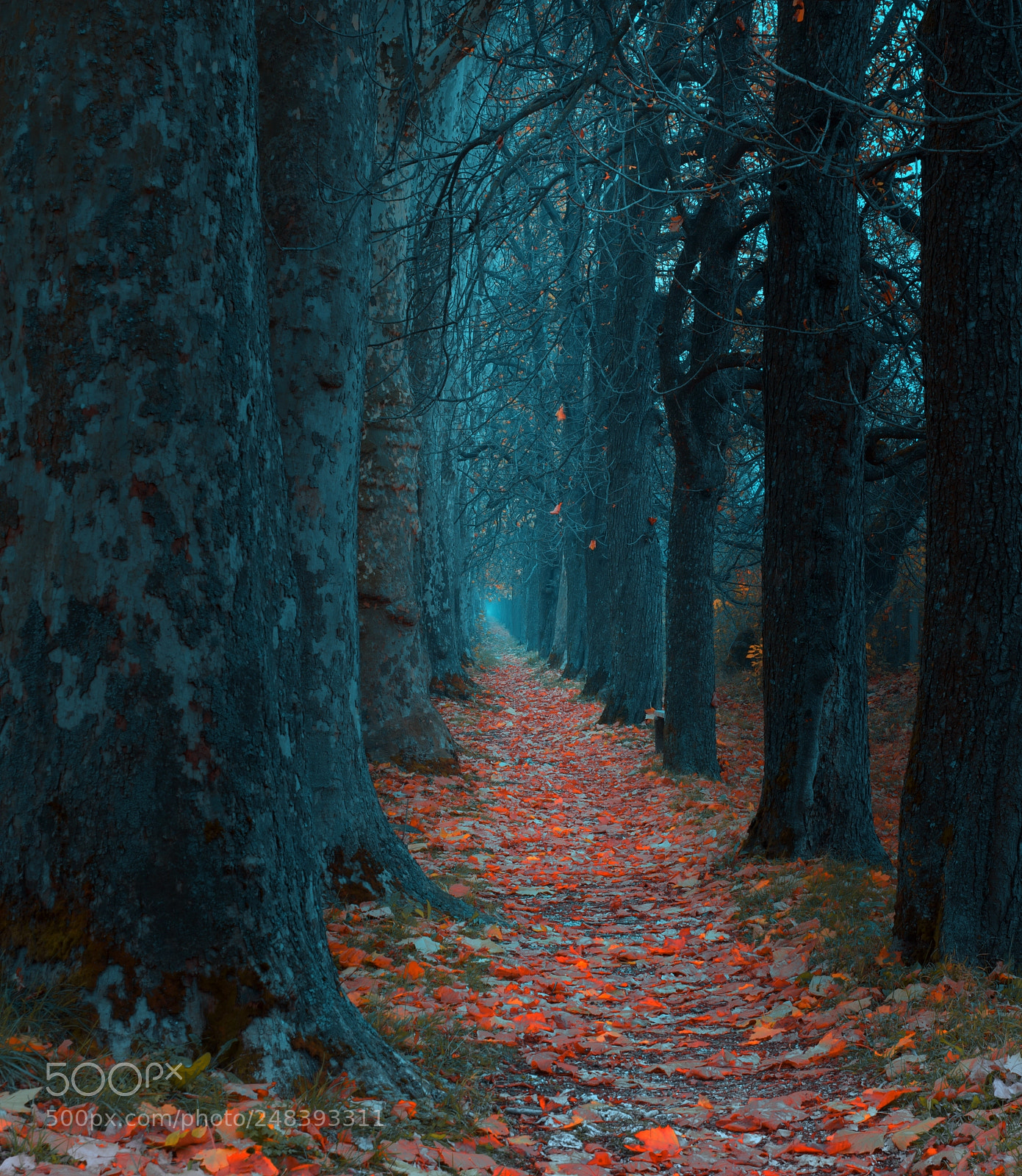 Nikon D610 sample photo. Path photography