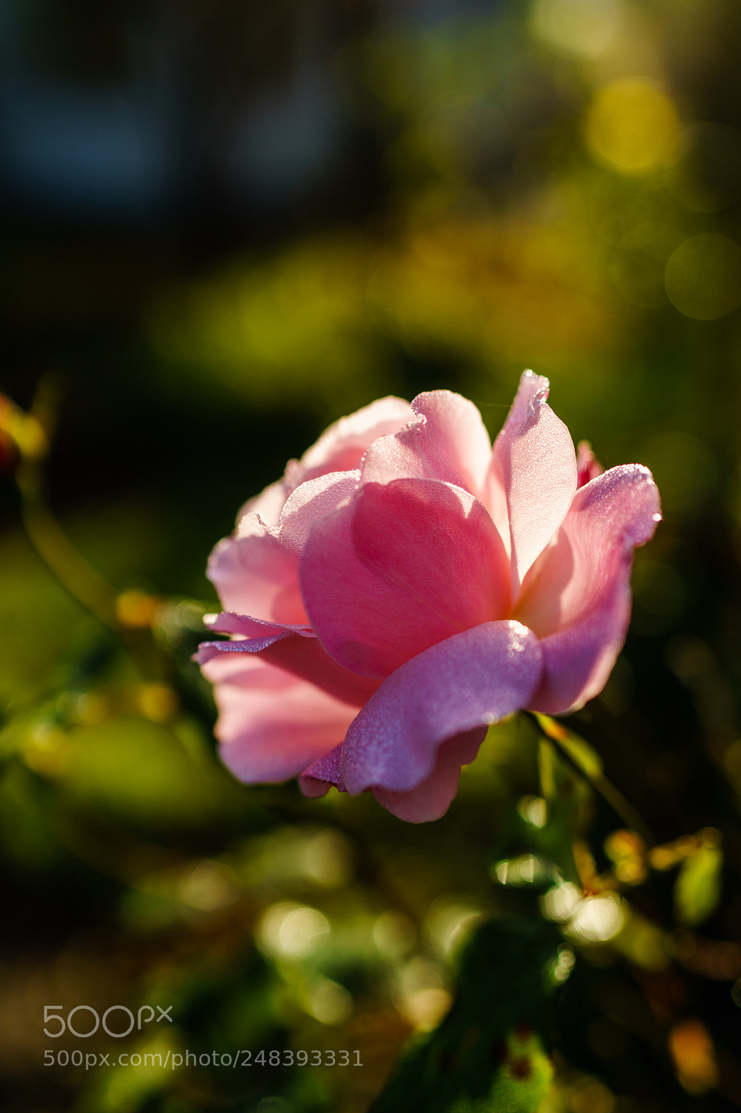 Sony a7 sample photo. Irresistible photography