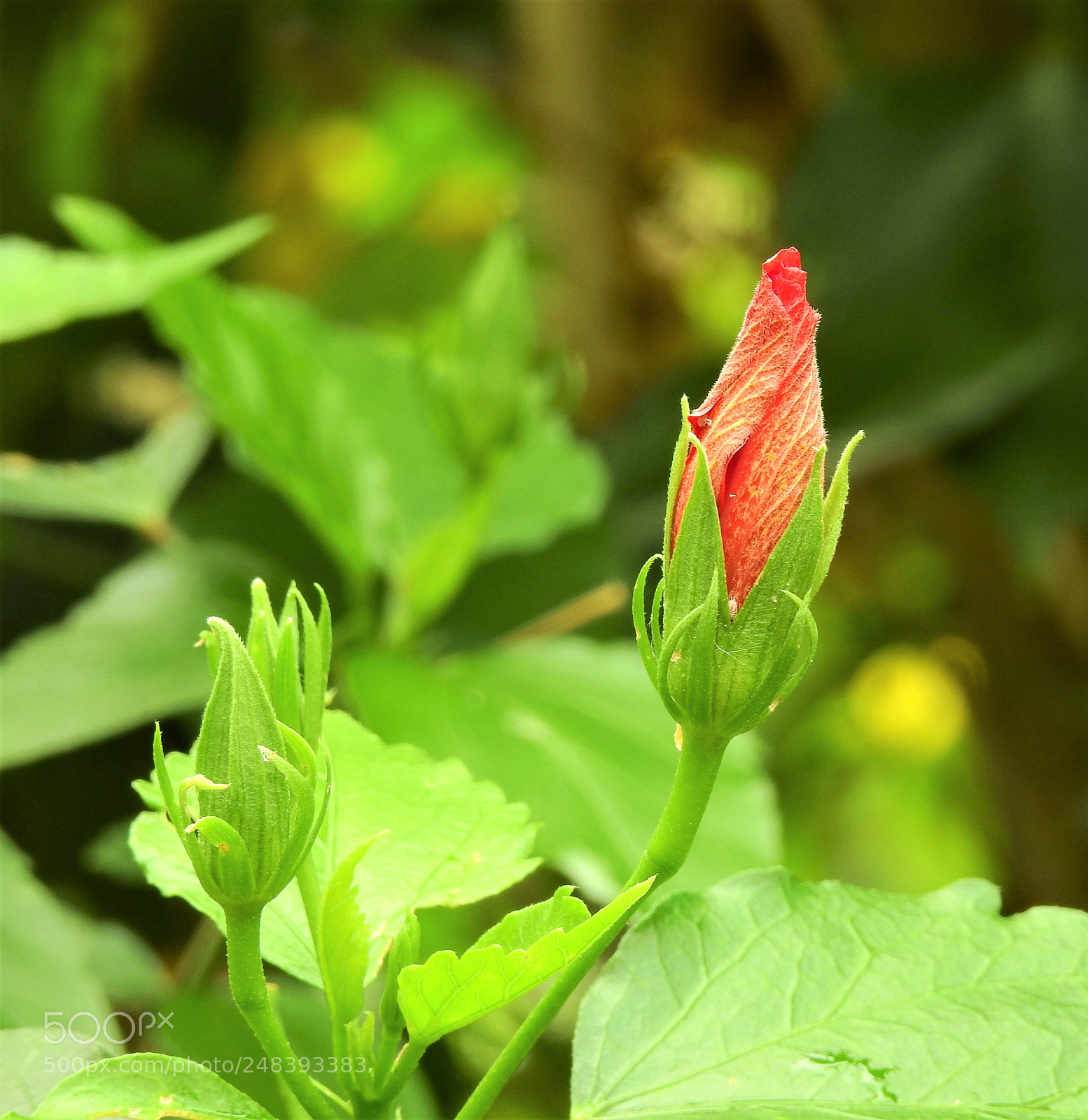 Nikon Coolpix P900 sample photo. I am small, but photography