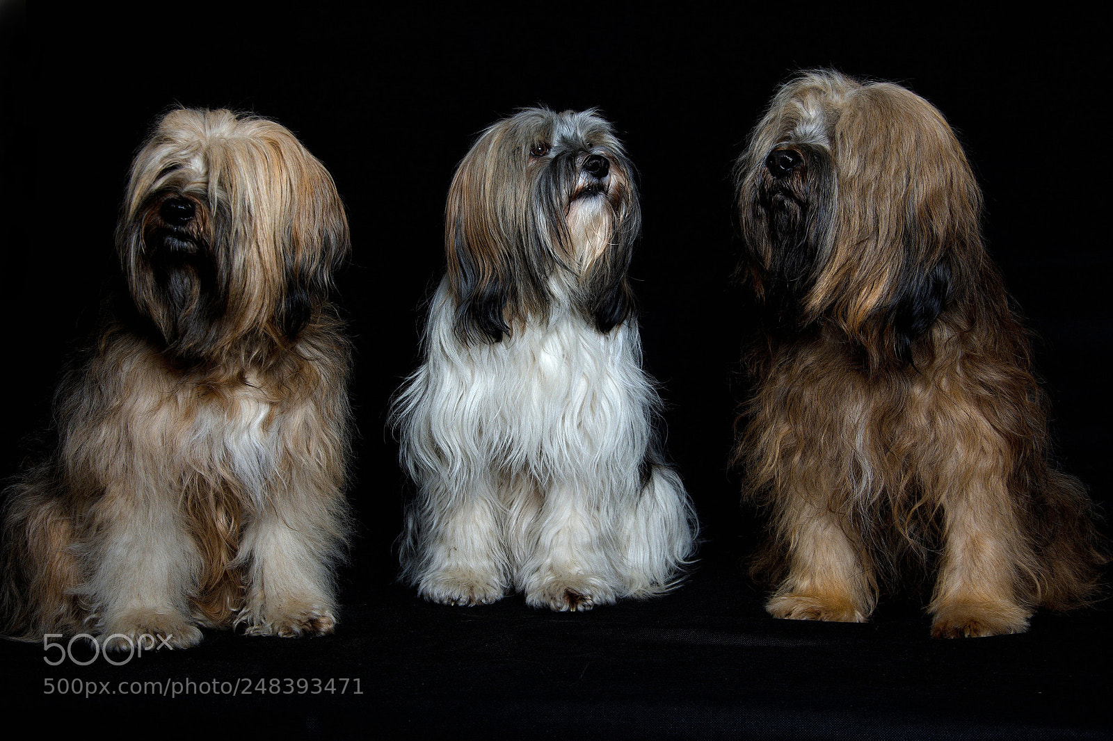 Nikon D7100 sample photo. Three of a kind photography