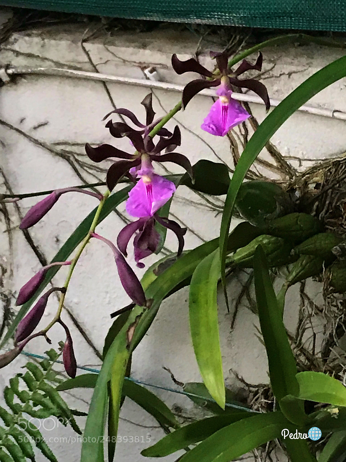 Apple iPhone 7 Plus sample photo. Orchid blooming today photography