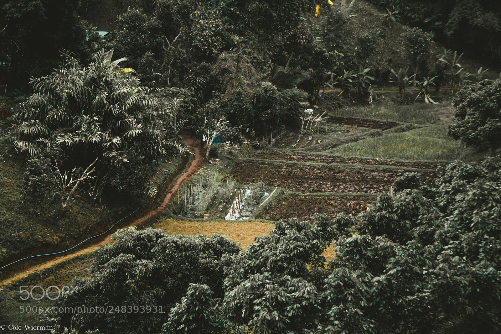 Sony a5100 sample photo. The little farm, chiang photography