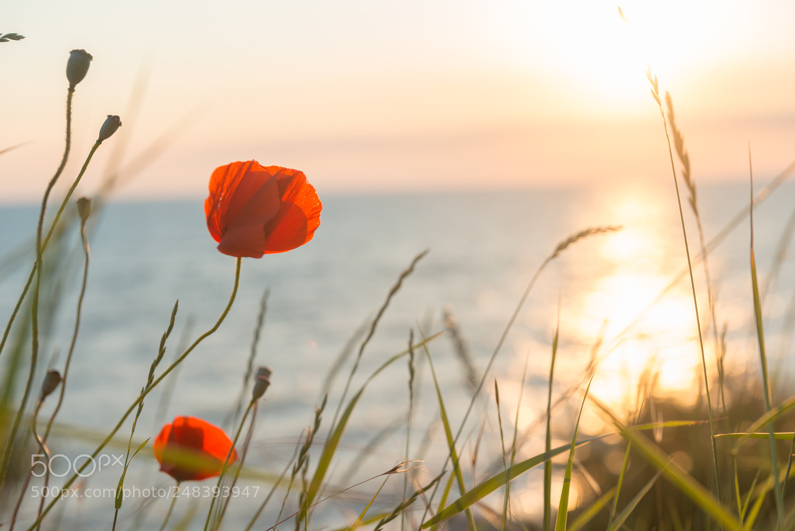 Nikon D800 sample photo. Poppies at sunset background photography