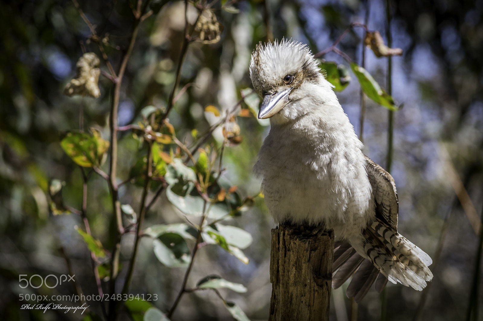 Canon EOS 7D Mark II sample photo. Edit edit photography