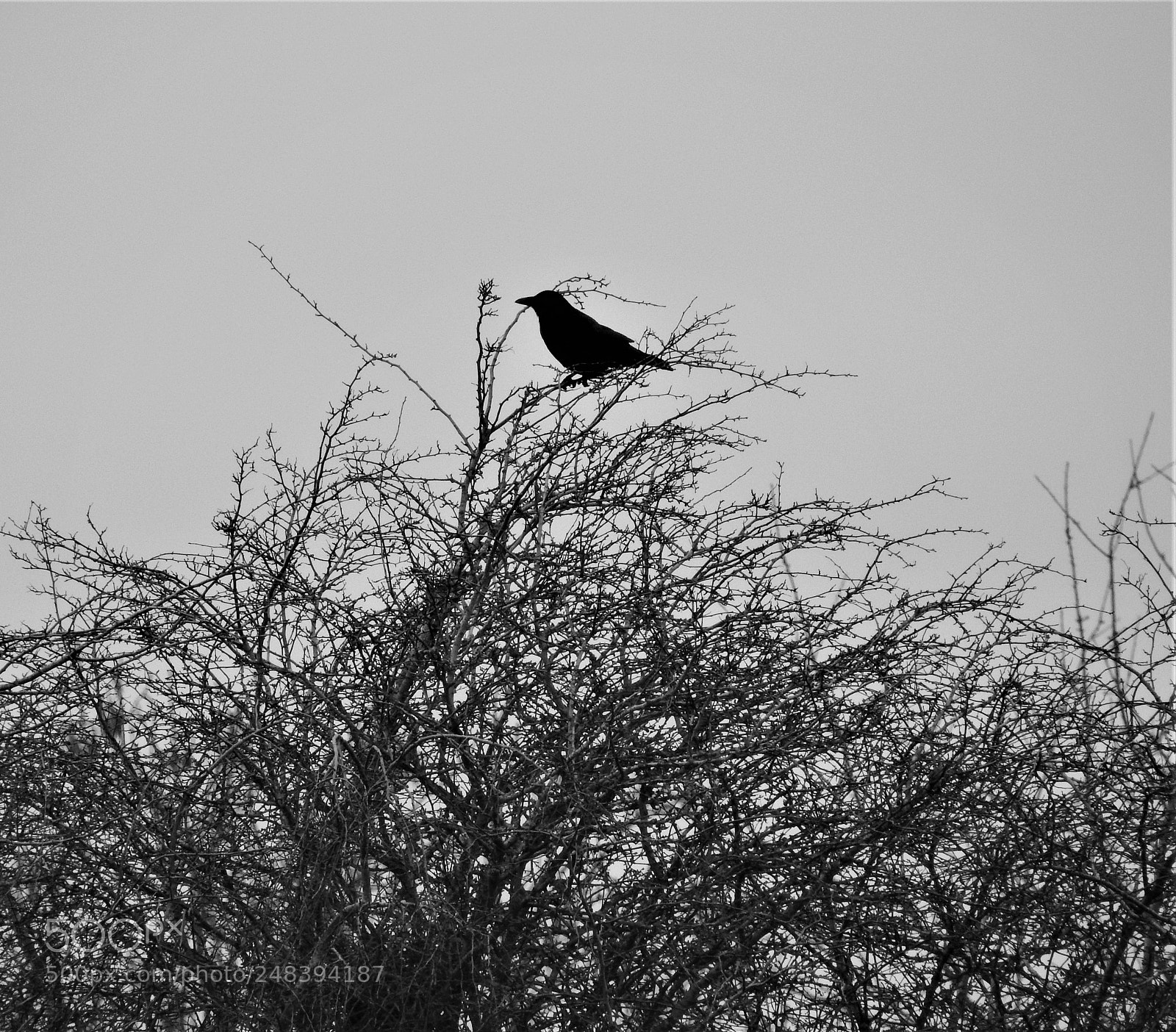 Nikon Coolpix P900 sample photo. Crow photography