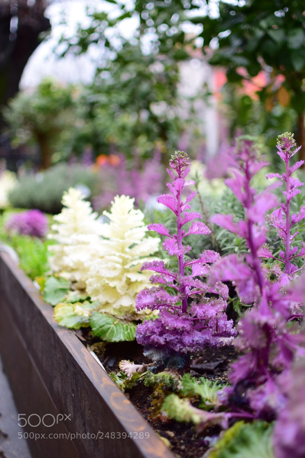 Nikon D5300 sample photo. Flower photography