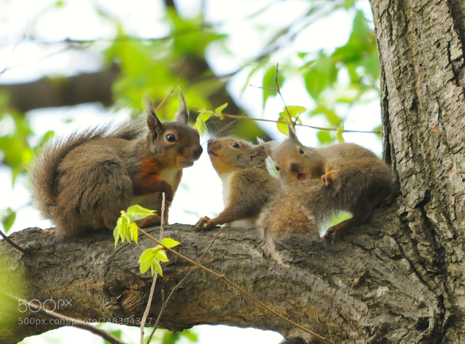 Nikon D300 sample photo. Squirrel photography