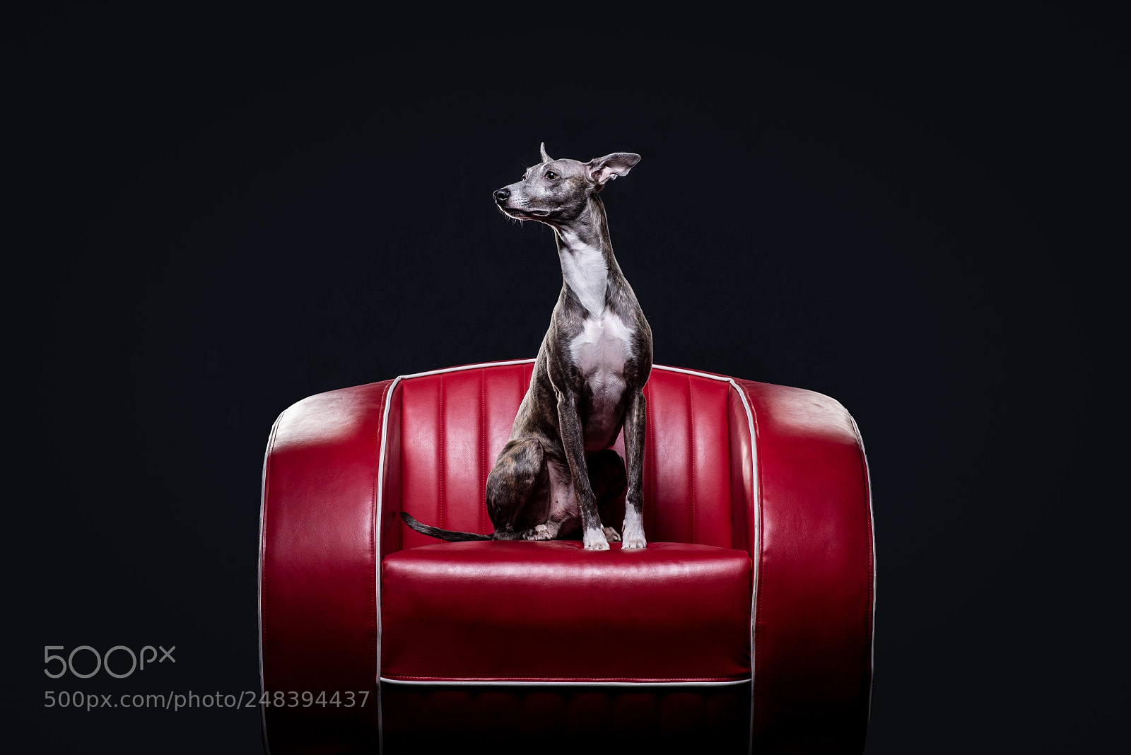 Nikon D610 sample photo. Glorious greyhound photography