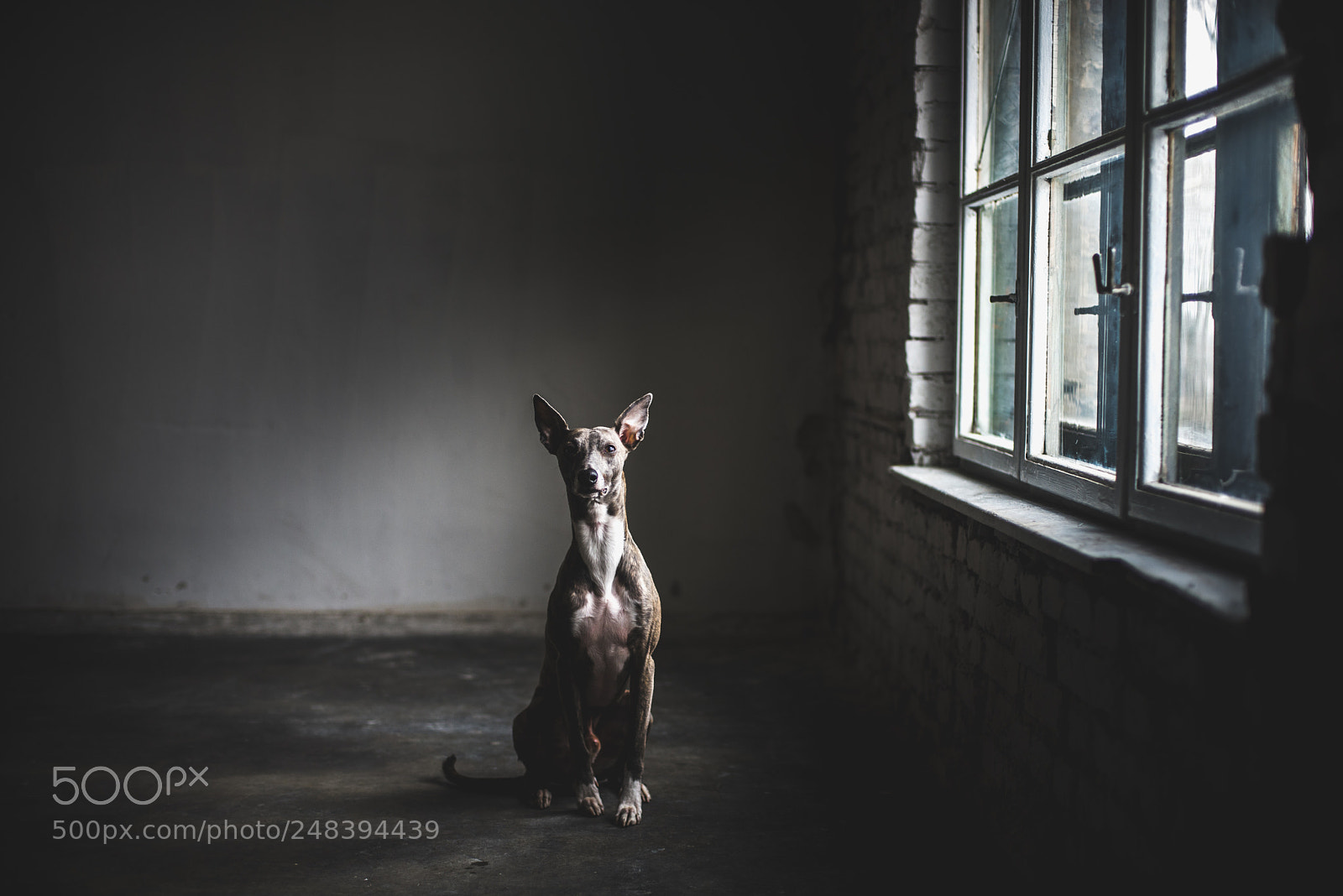 Nikon D610 sample photo. Good boy photography