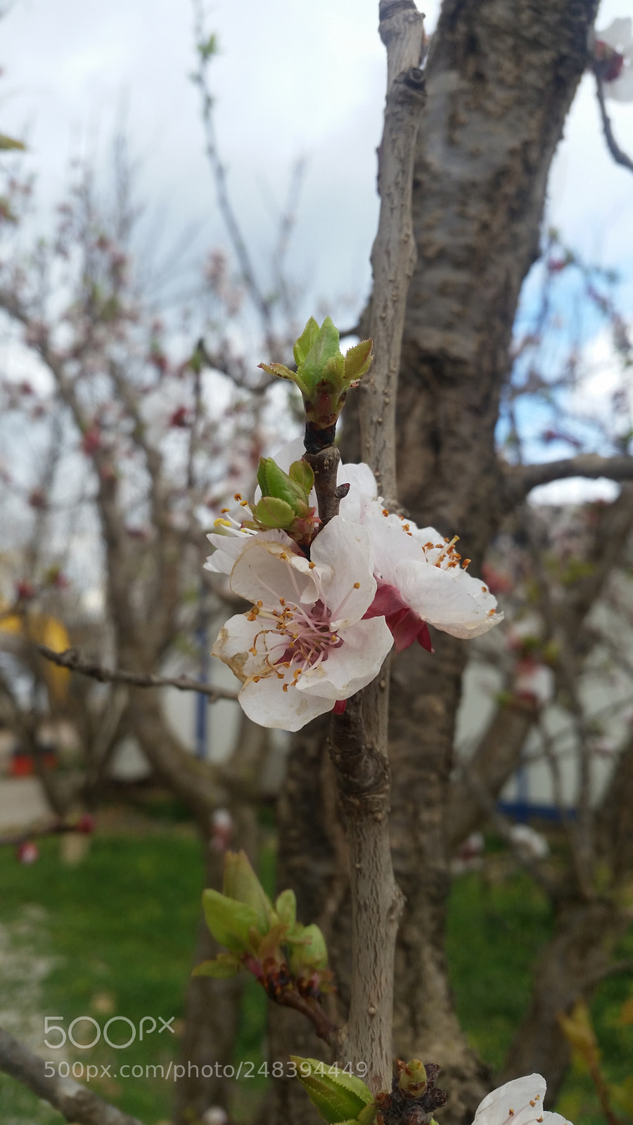 Samsung Galaxy S5 sample photo. Untitled photography