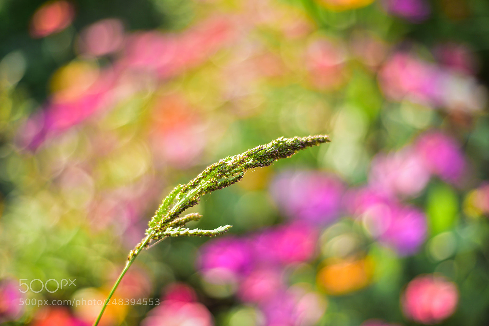 Nikon D810 sample photo. Spike grass photography