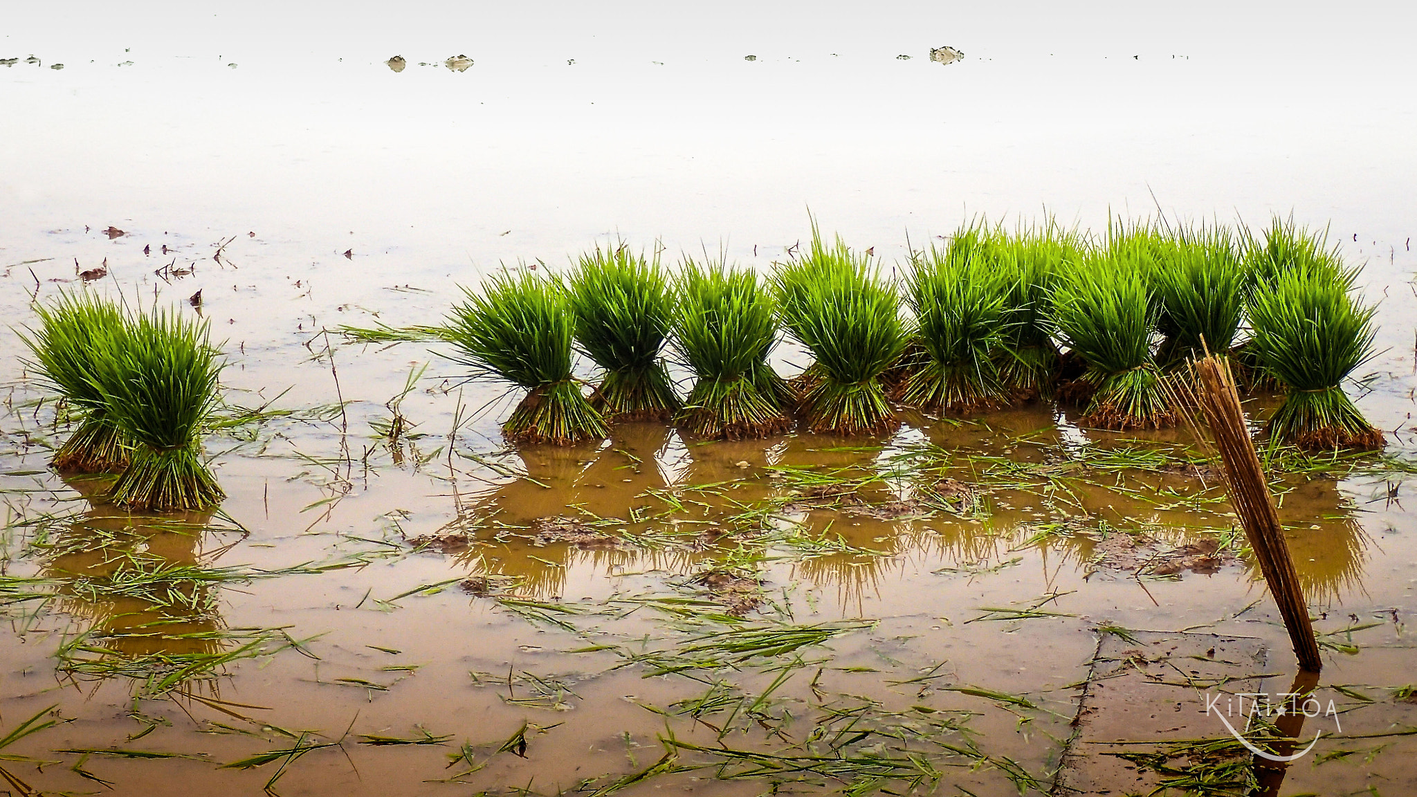 Olympus TG-3 sample photo. Rice two photography