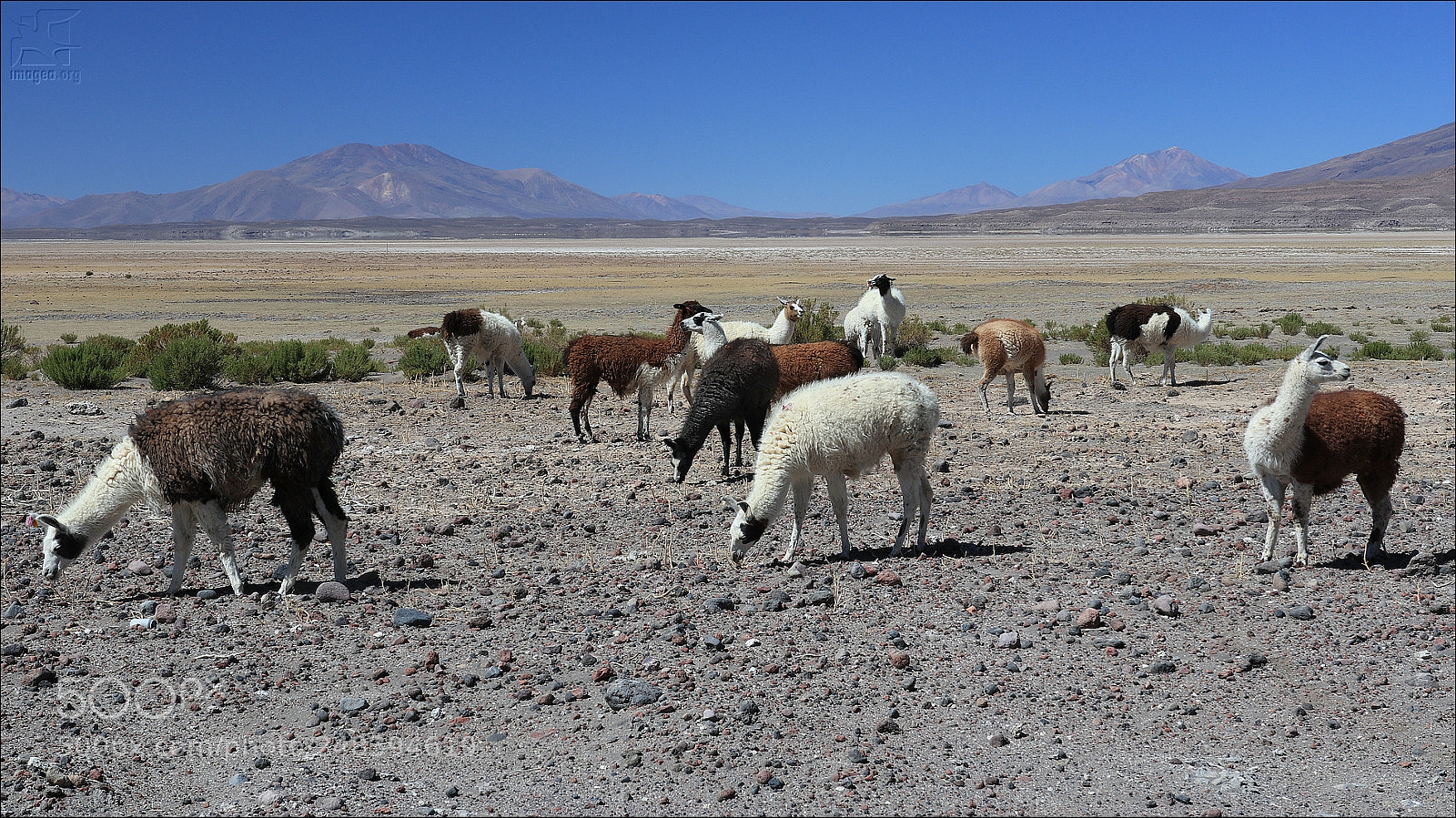 Canon EOS M5 sample photo. Llama photography