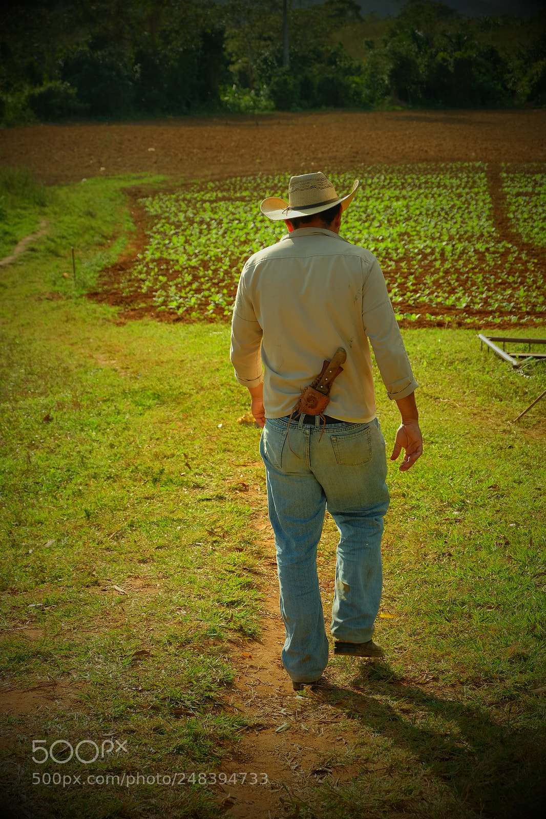 Fujifilm X-M1 sample photo. Tobacco farmer photography