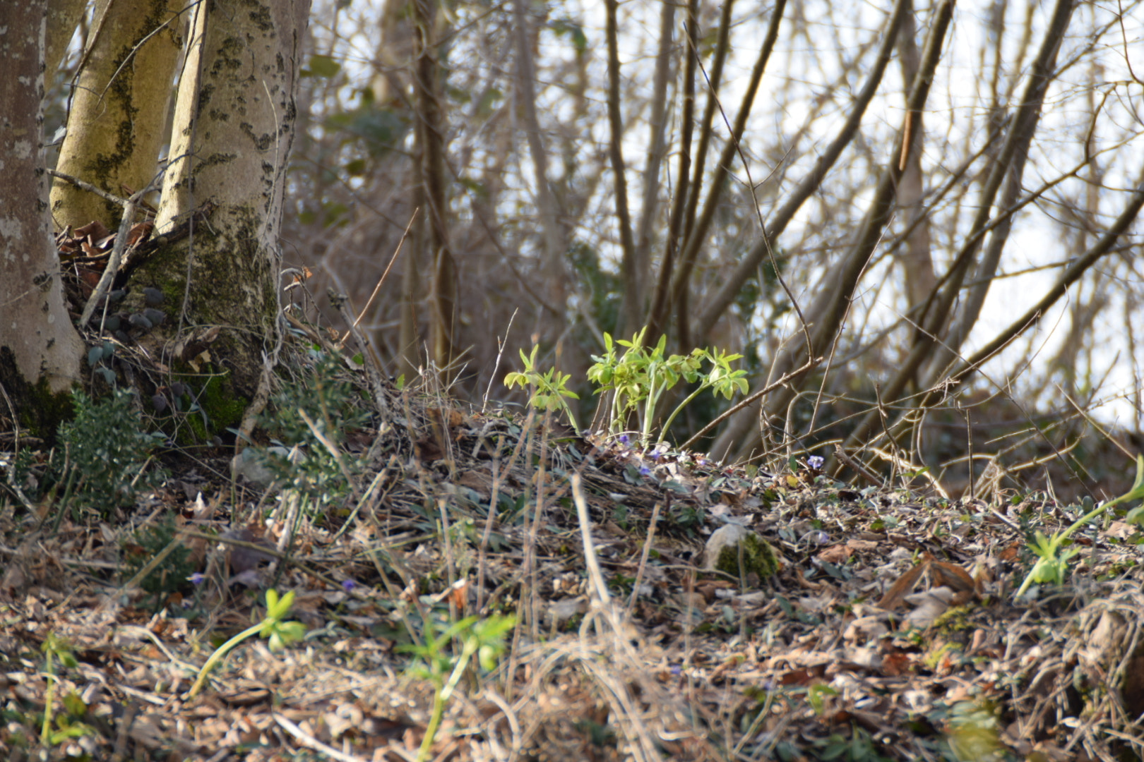 Nikon D5300 sample photo