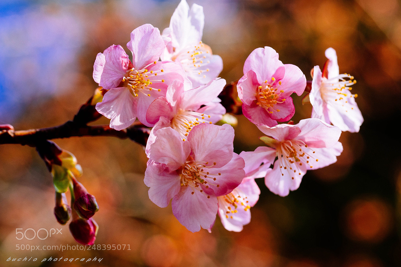 Olympus OM-D E-M1 sample photo. Kawazu cherry tree photography