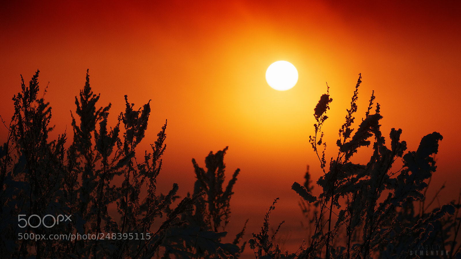 Sony ILCA-77M2 sample photo. Winter flame. photography