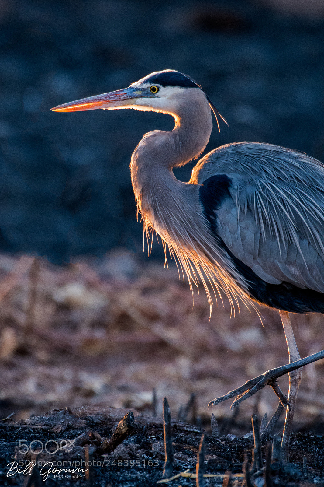 Nikon D500 sample photo. Great blue heron photography