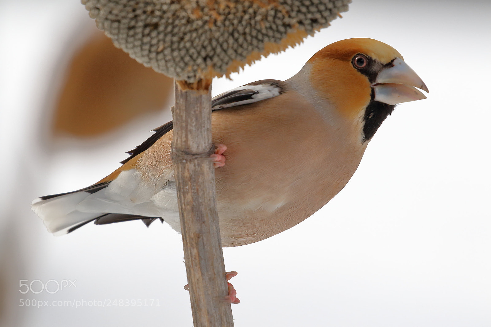 Canon EOS 7D Mark II sample photo. Hawfinch in white photography
