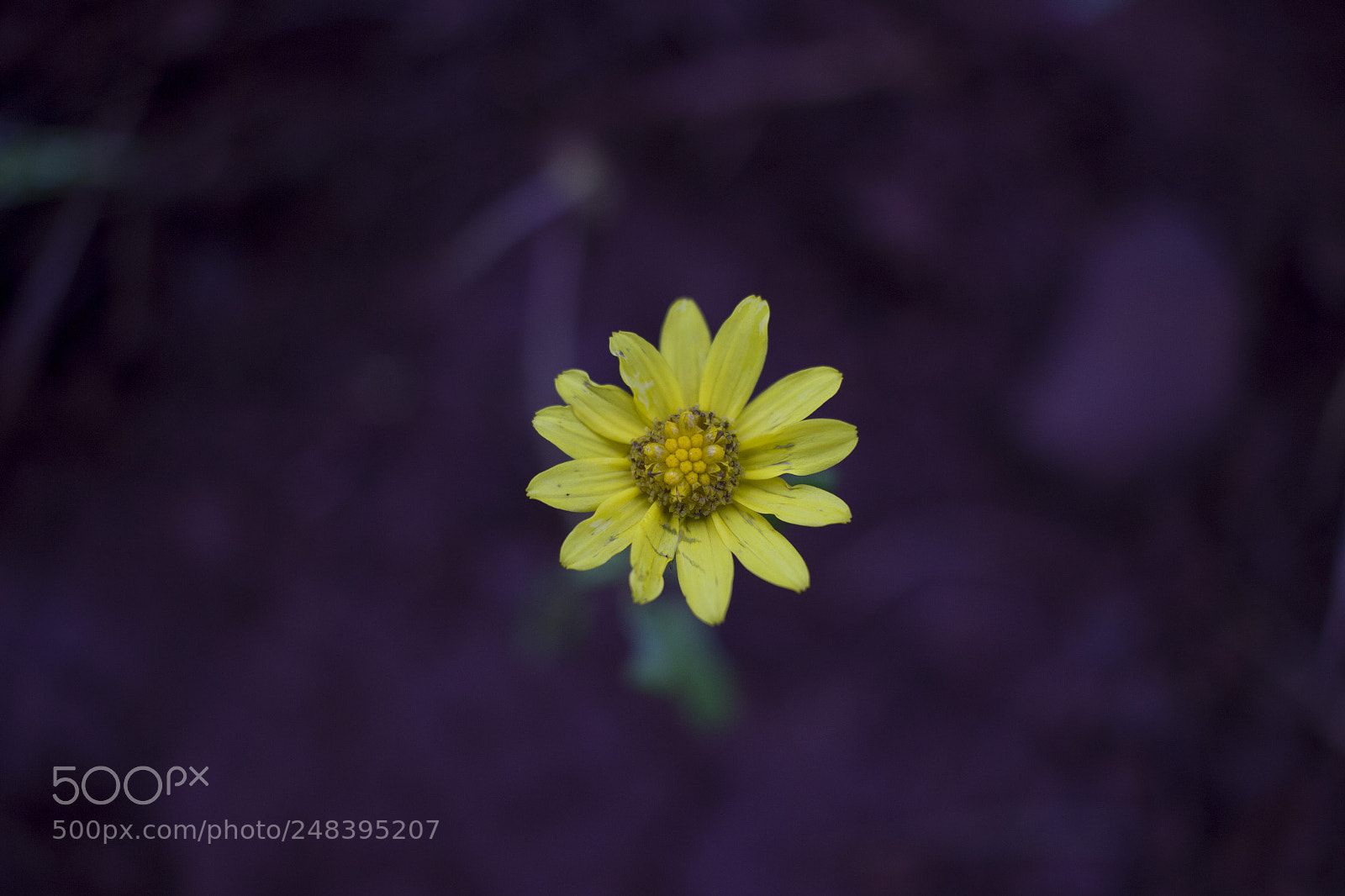 Canon EOS 600D (Rebel EOS T3i / EOS Kiss X5) sample photo. Flower photography