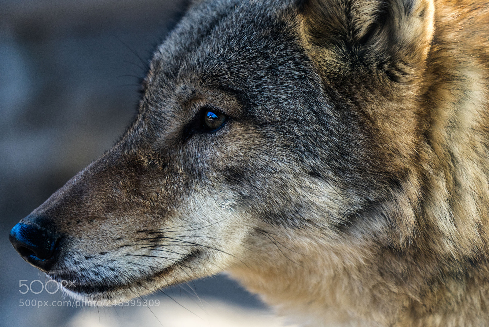 Sony a7 II sample photo. Head photography