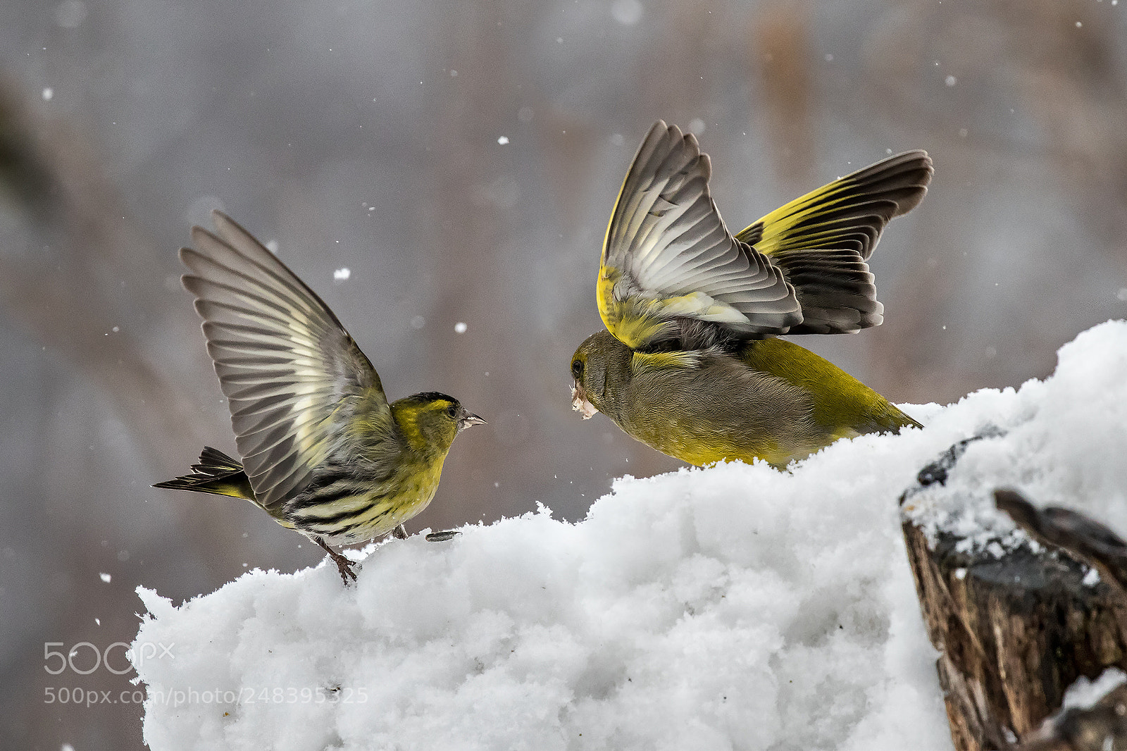 Canon EOS 7D Mark II sample photo. Litigi sulla neve... photography
