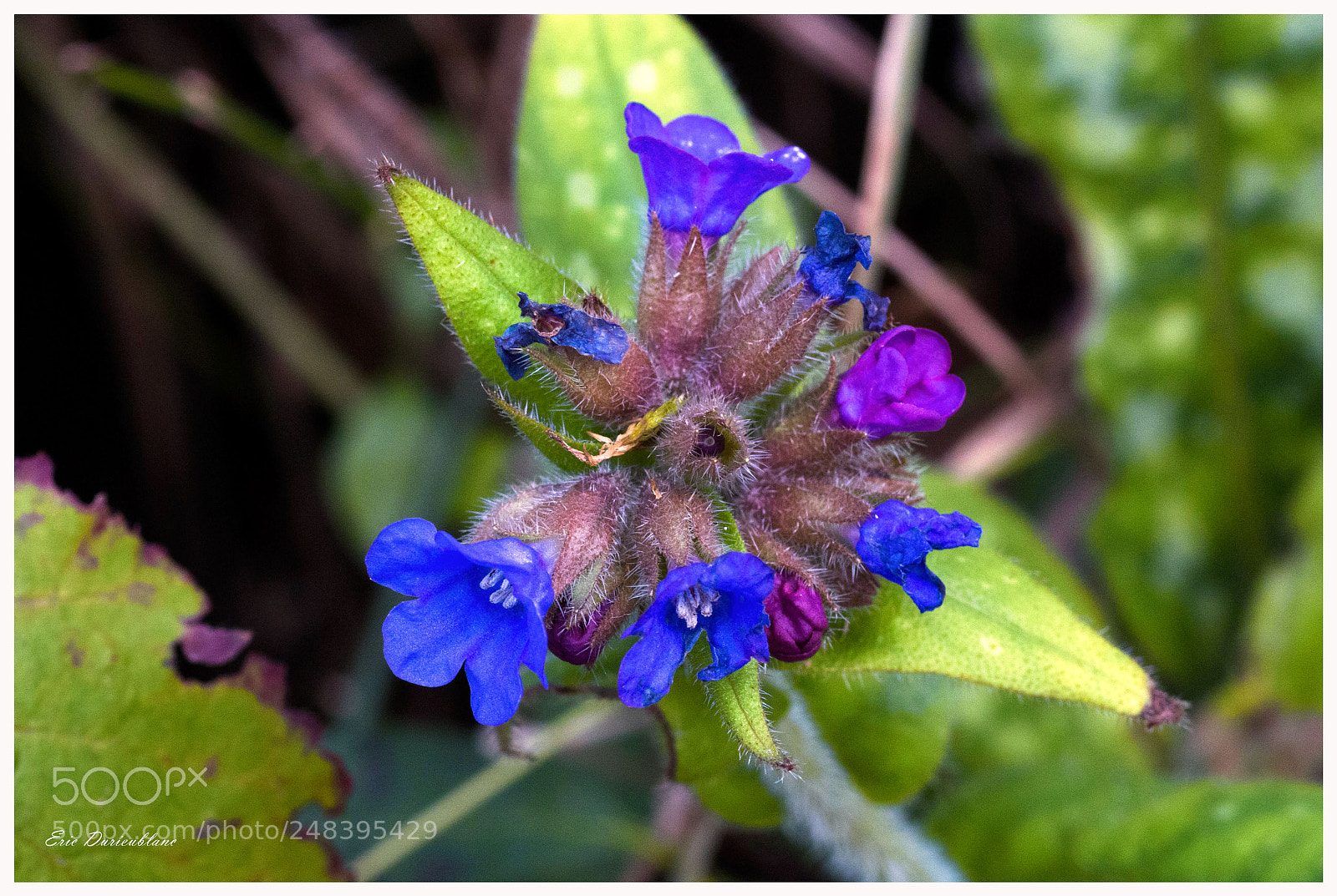 Canon EOS 700D (EOS Rebel T5i / EOS Kiss X7i) sample photo. Untitled photography