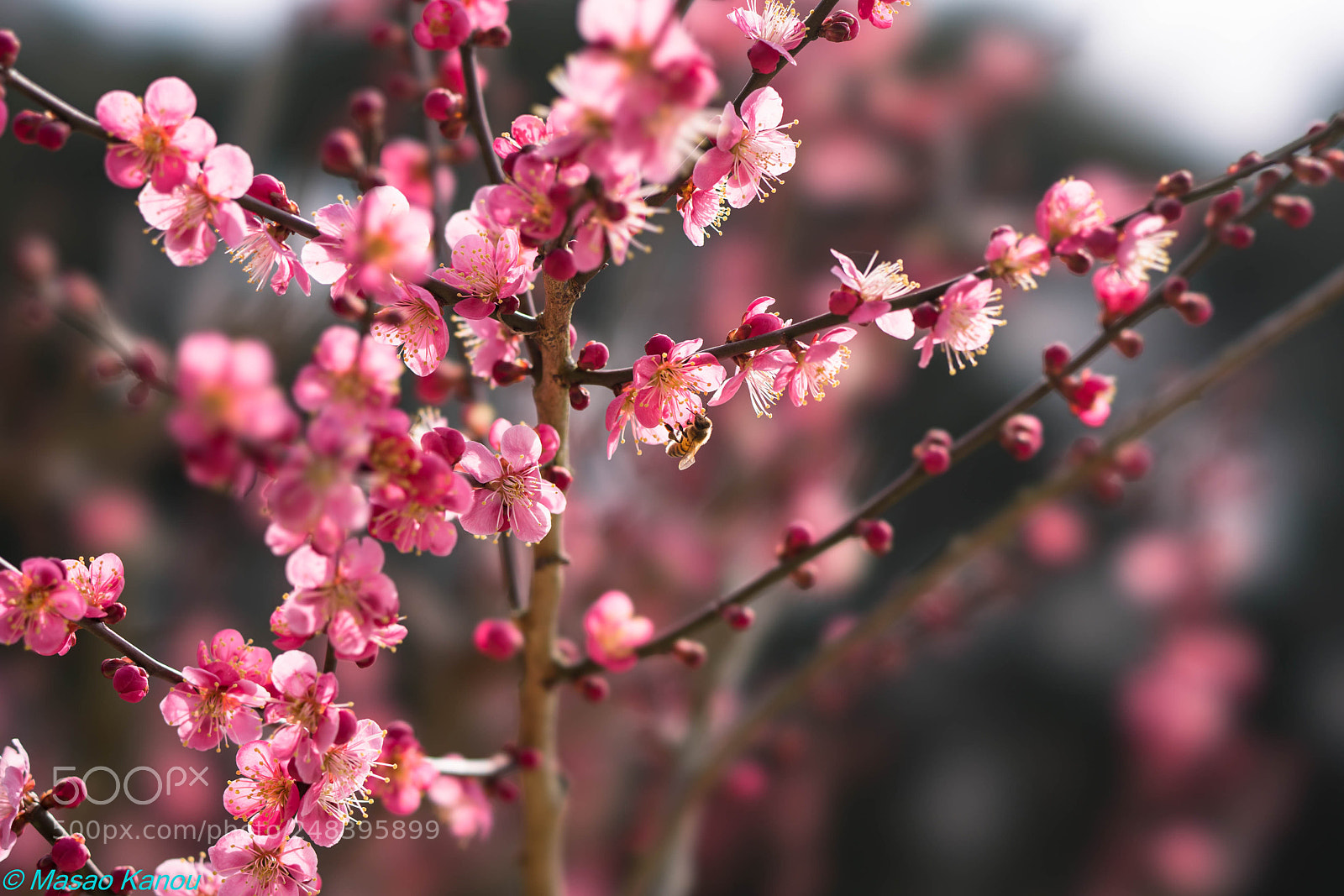 Sony a7R III sample photo. Gather in red plum photography