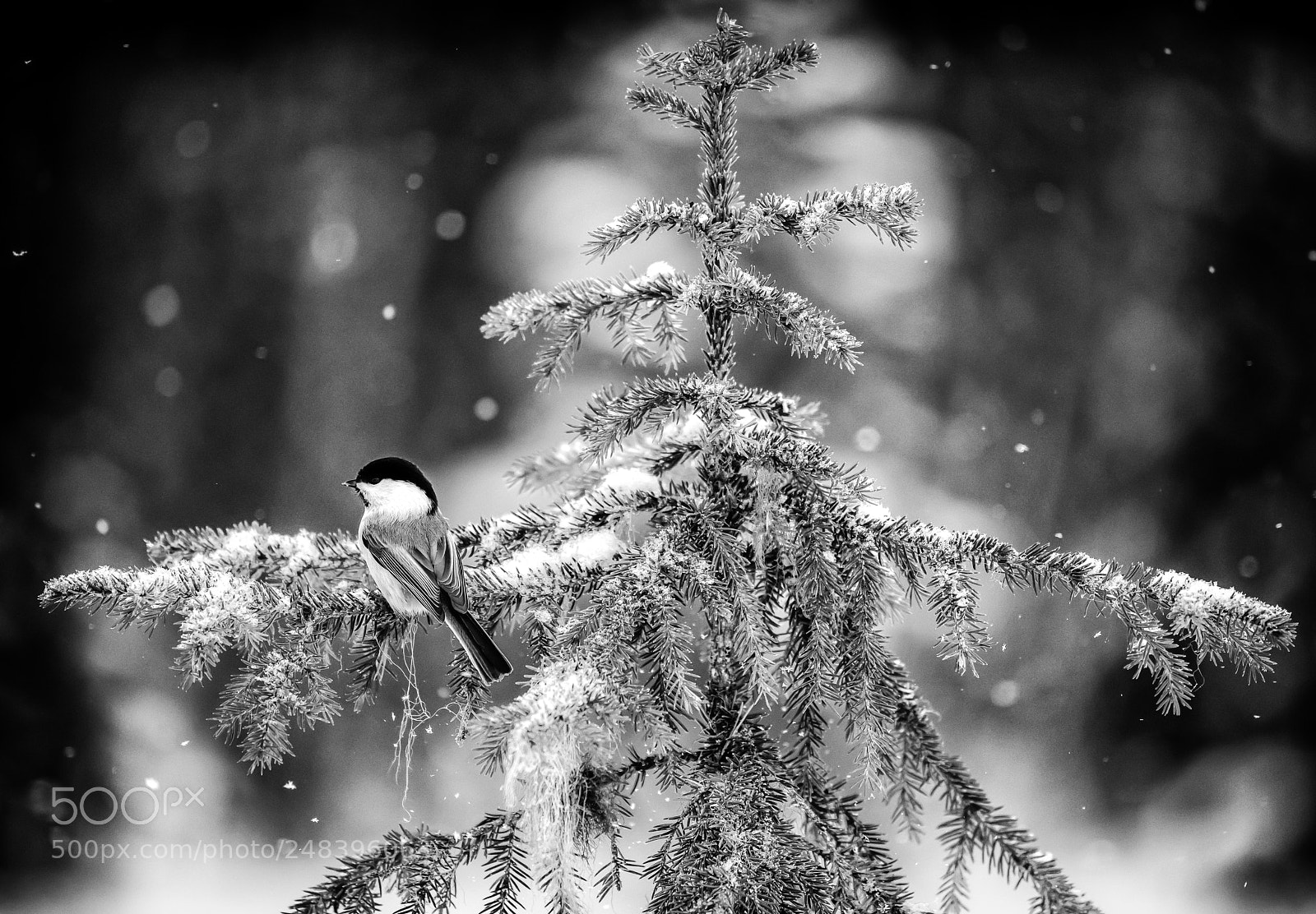 Nikon D850 sample photo. Small bird in tree photography