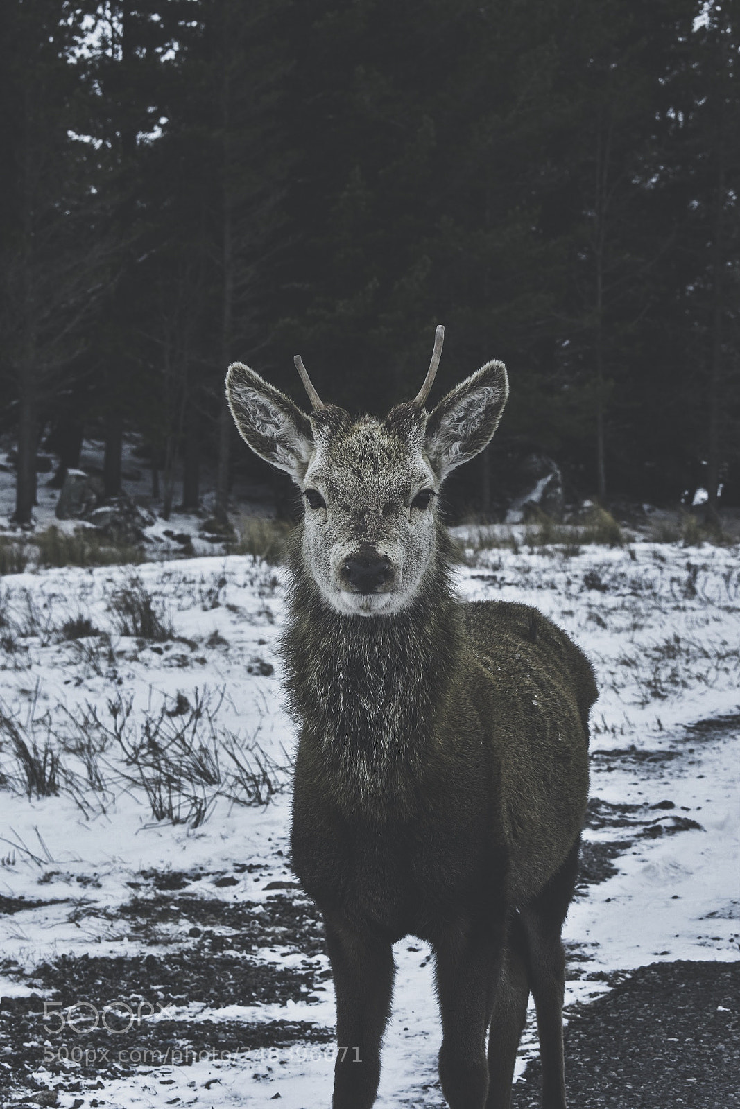 Nikon D3400 sample photo. The prince of the photography