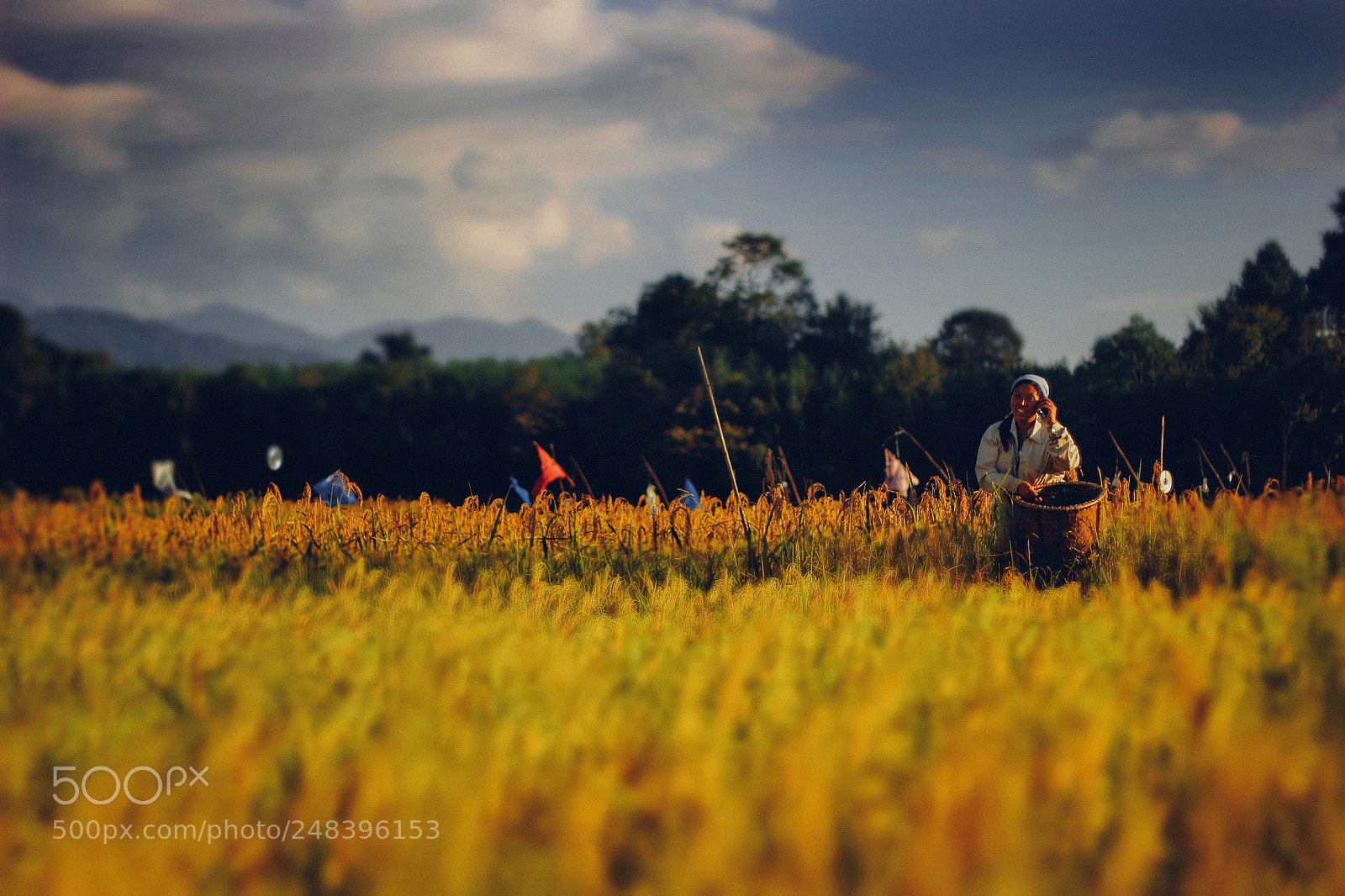 Canon EOS 550D (EOS Rebel T2i / EOS Kiss X4) sample photo. Ziro valley, arunachal pradesh photography