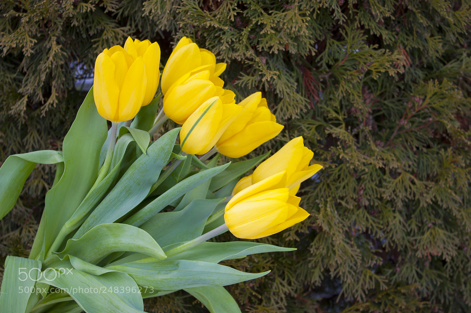 Canon EOS 450D (EOS Rebel XSi / EOS Kiss X2) sample photo. Yellow tulips bouquet. yellow photography