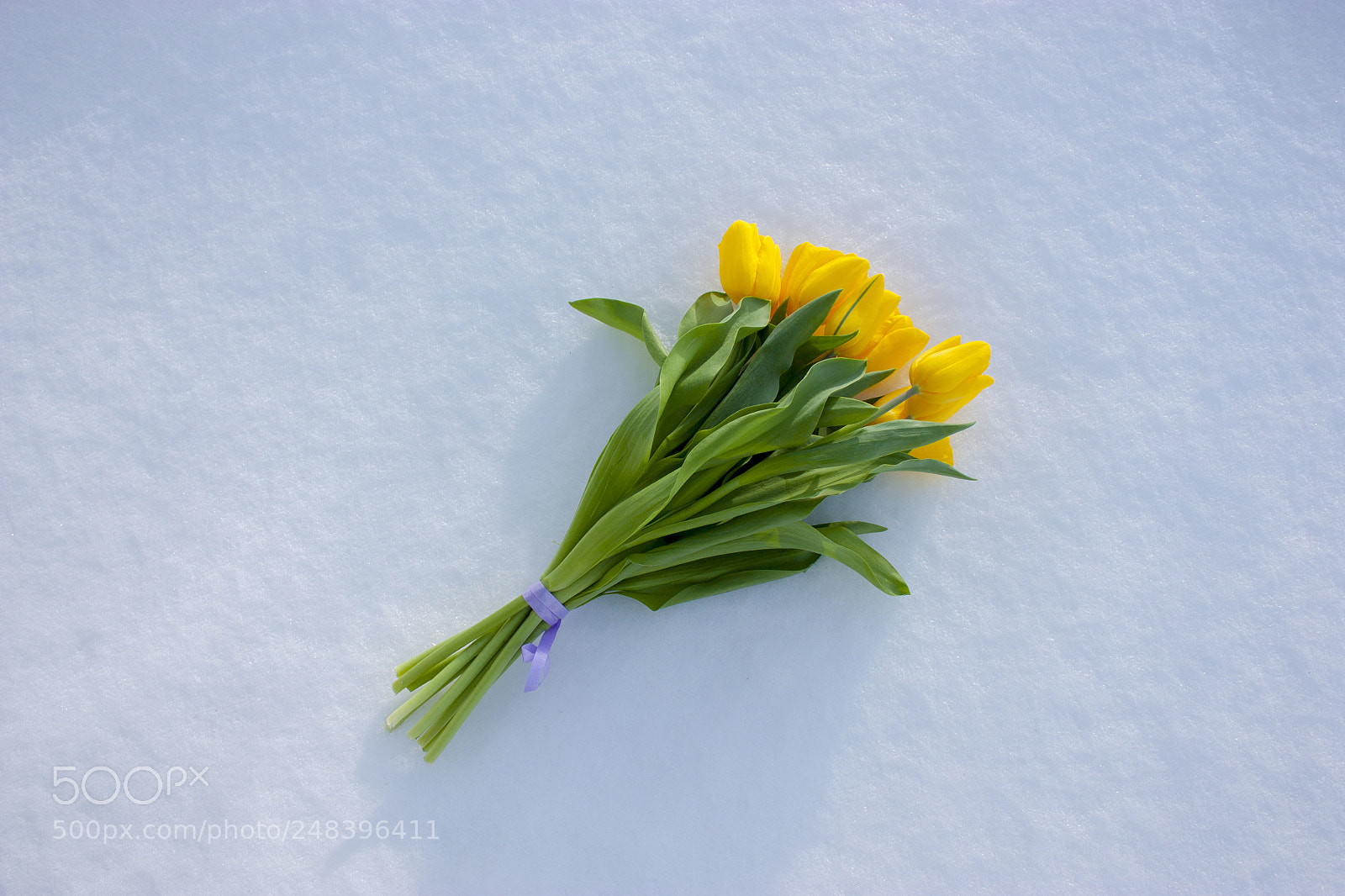 Canon EOS 450D (EOS Rebel XSi / EOS Kiss X2) sample photo. Yellow tulips isolated on photography