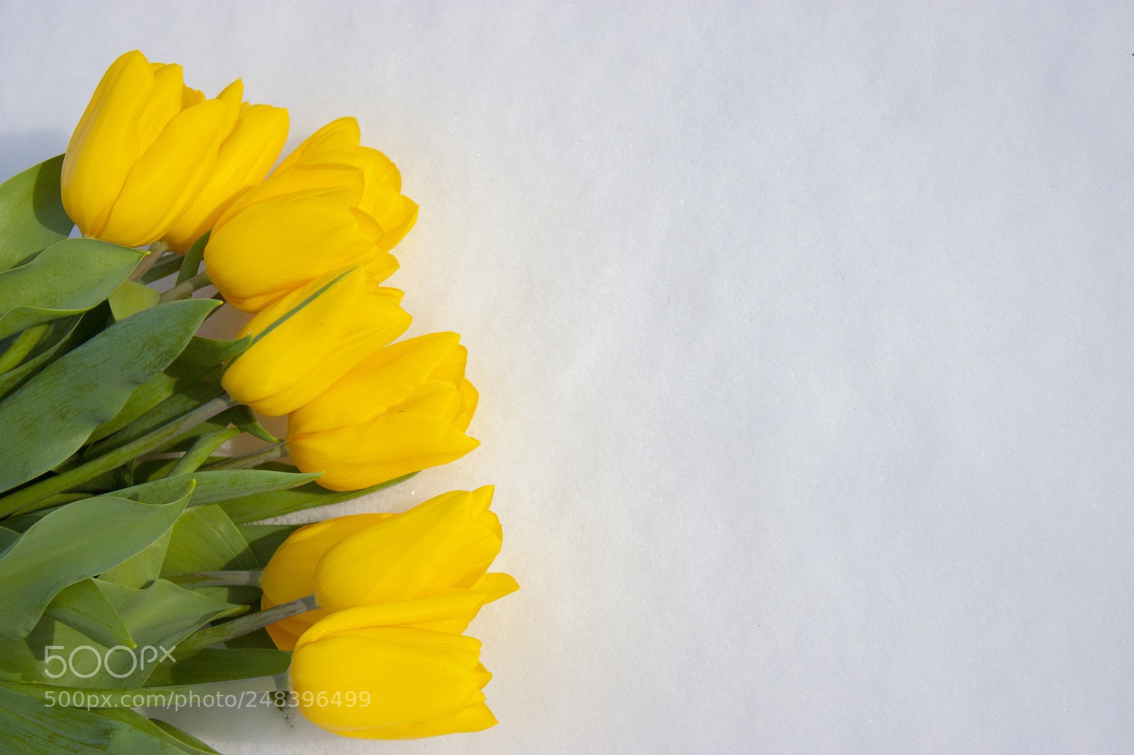 Canon EOS 450D (EOS Rebel XSi / EOS Kiss X2) sample photo. Yellow tulips isolated on photography