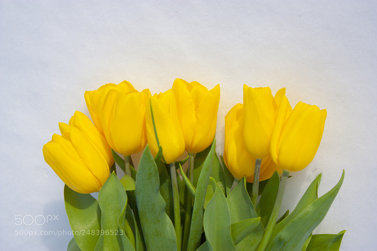 Canon EOS 450D (EOS Rebel XSi / EOS Kiss X2) sample photo. Yellow tulips isolated on photography