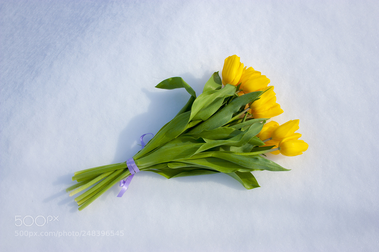 Canon EOS 450D (EOS Rebel XSi / EOS Kiss X2) sample photo. Yellow tulips isolated on photography