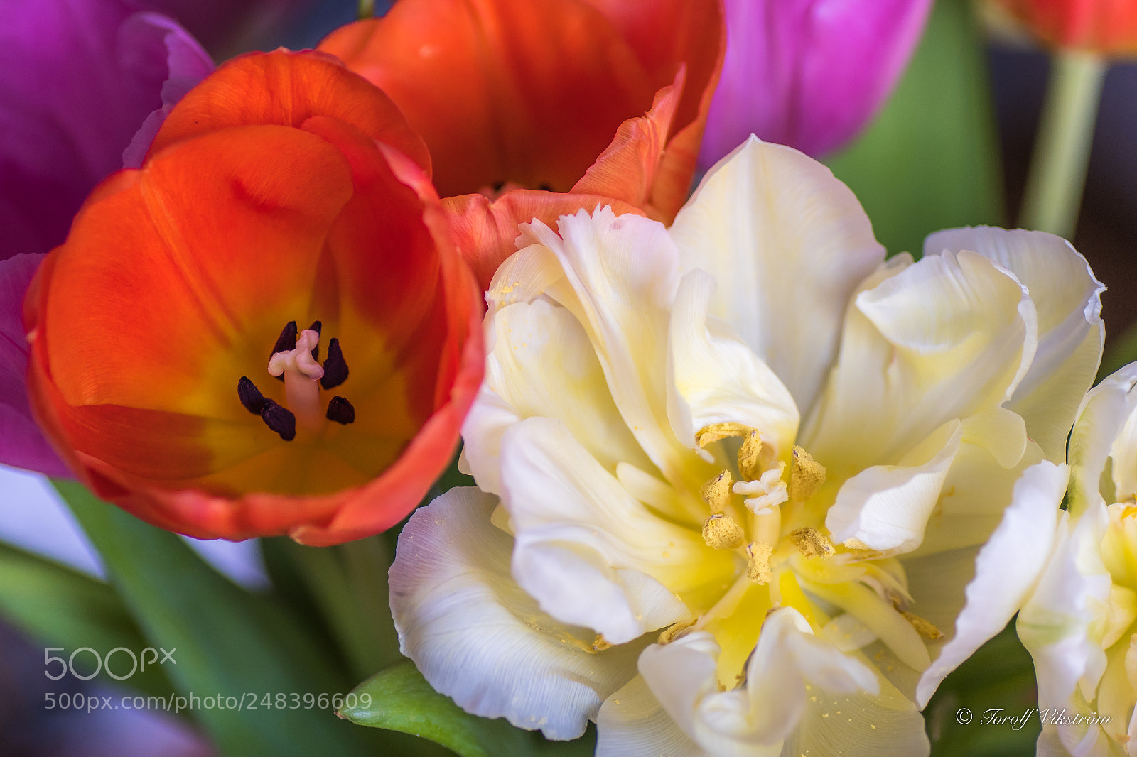 Nikon D7500 sample photo. Bloomed tulip photography