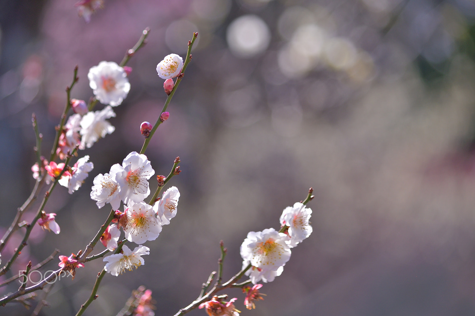 Nikon D610 sample photo. Japanese apricot photography