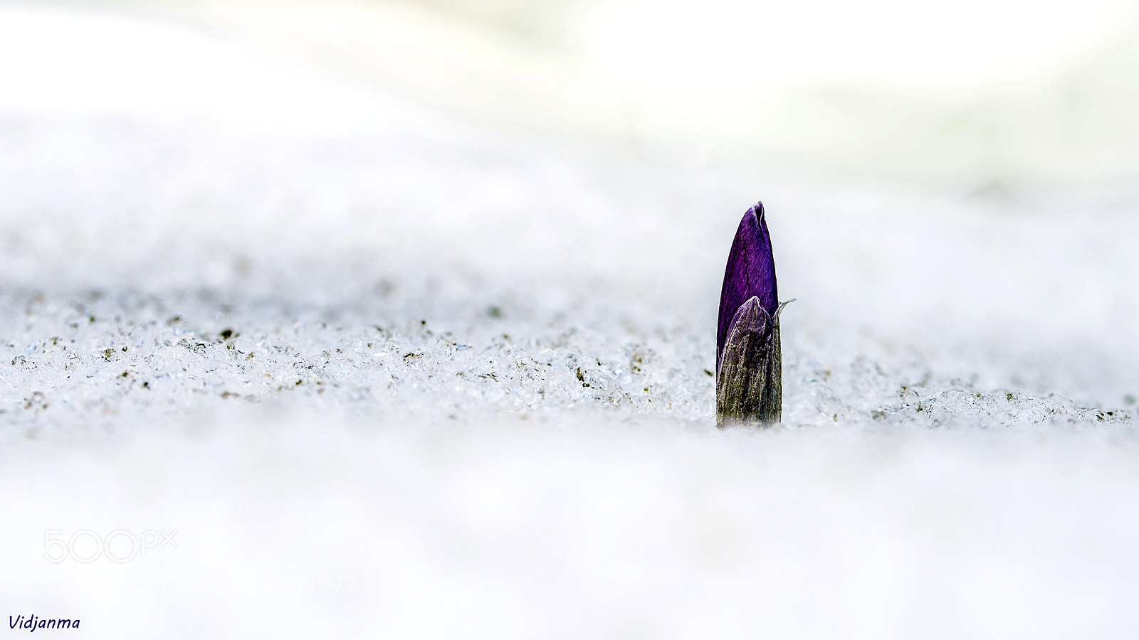 Nikon D610 sample photo. Spring will come photography