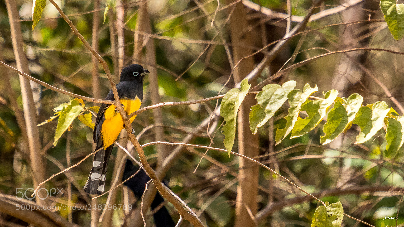 Canon EOS 80D sample photo. Black-headed trogon photography