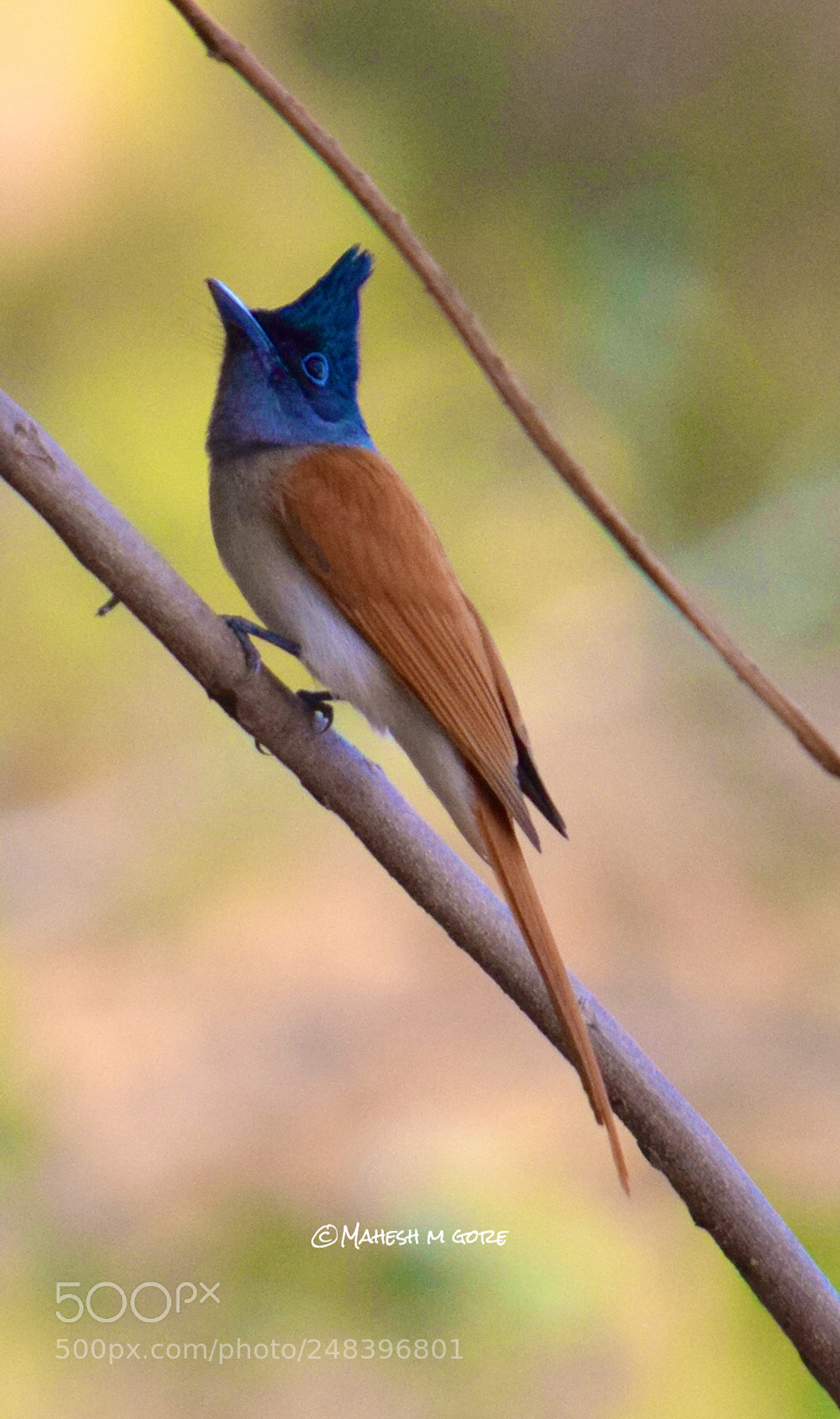 Nikon D5300 sample photo. Indian paradise flycatcher photography