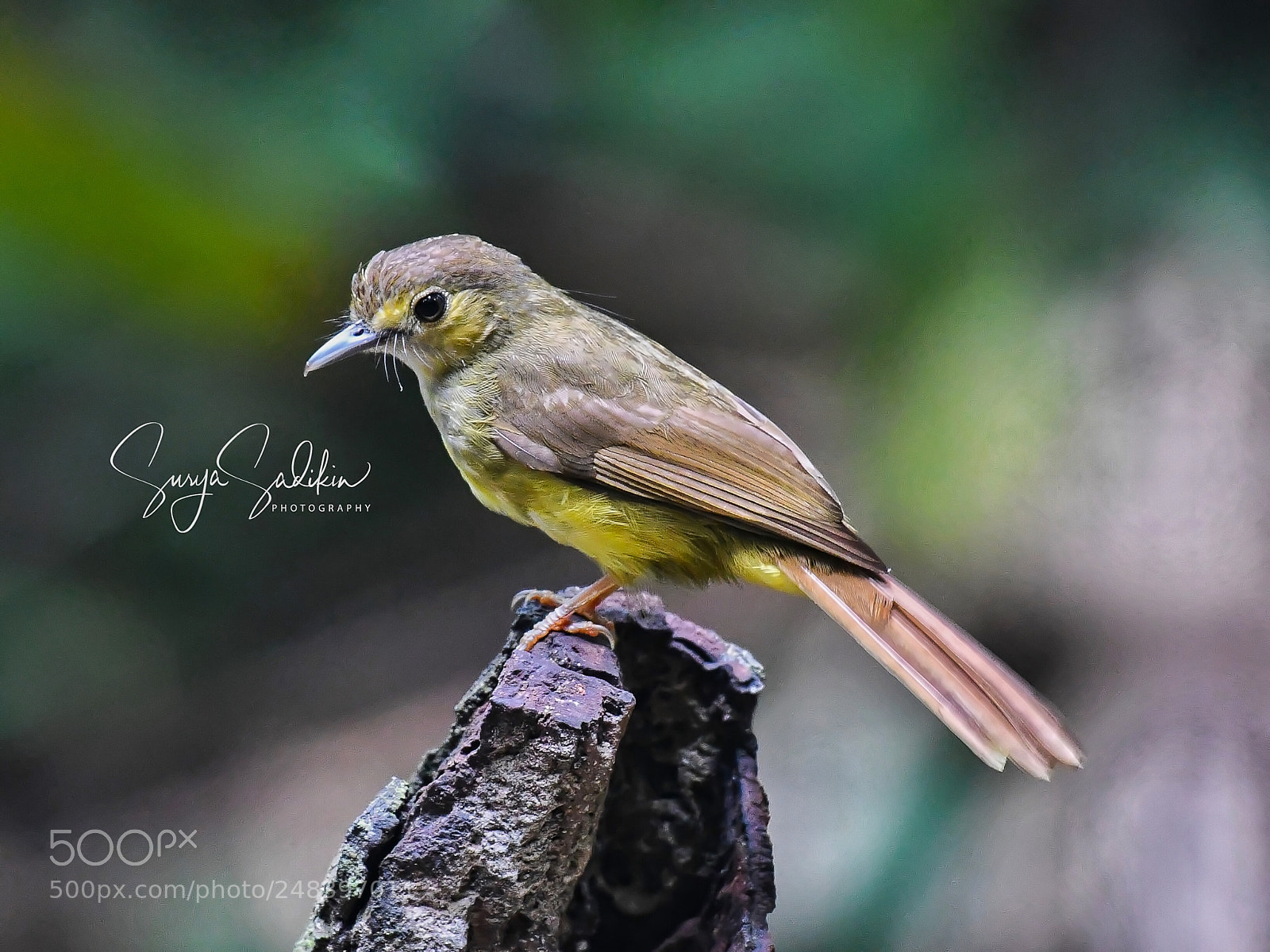 Nikon D850 sample photo. Perch and pose photography