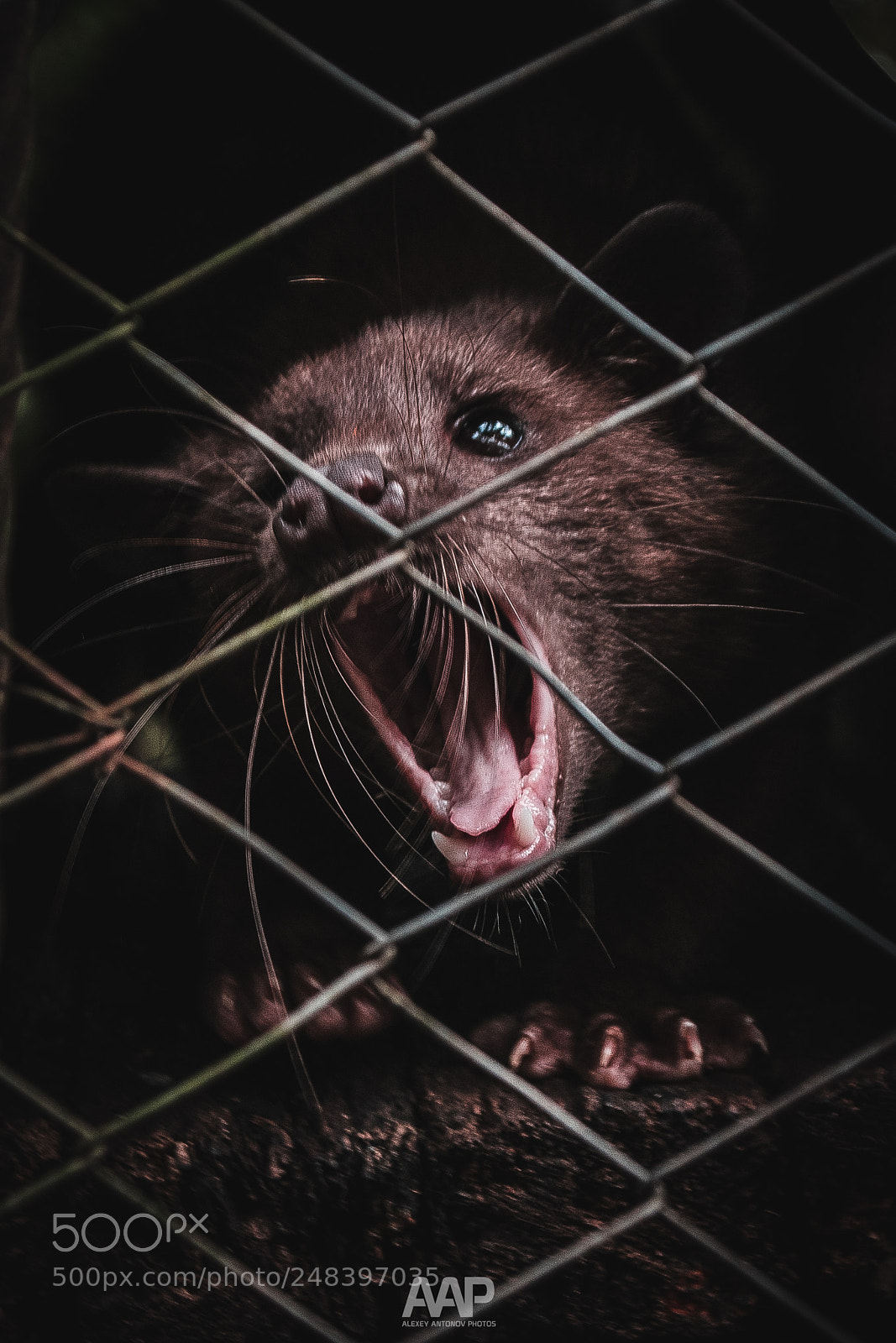 Nikon D5300 sample photo. Luwak: king of coffee photography