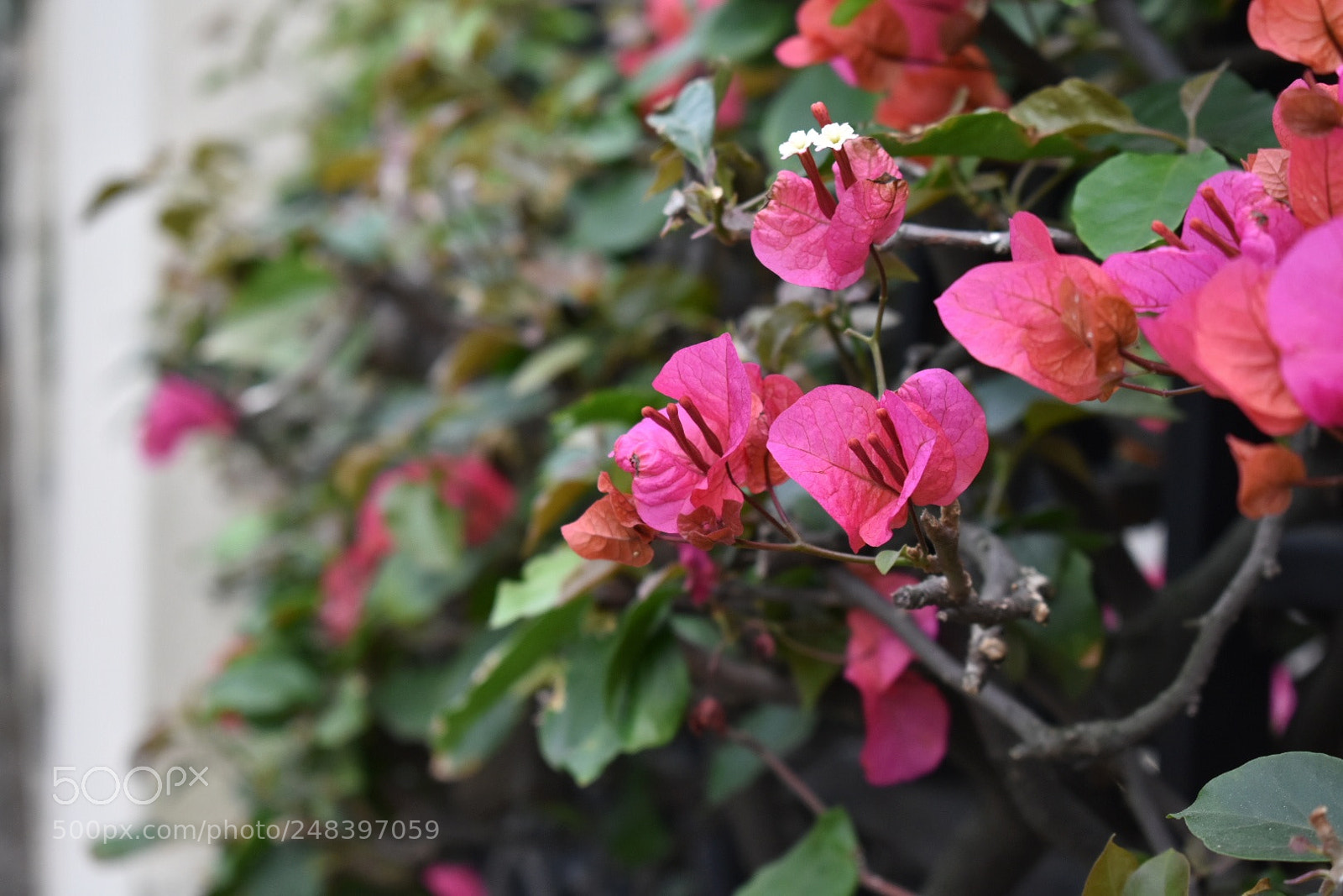 Nikon D3400 sample photo. Untitled photography