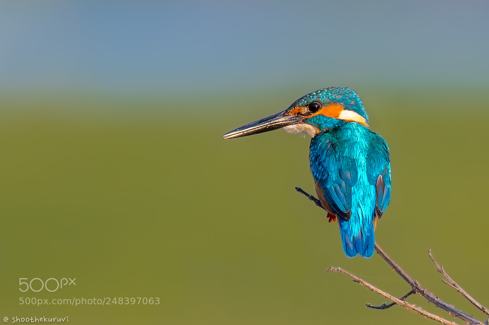 Nikon D500 sample photo. Common kingfisher photography