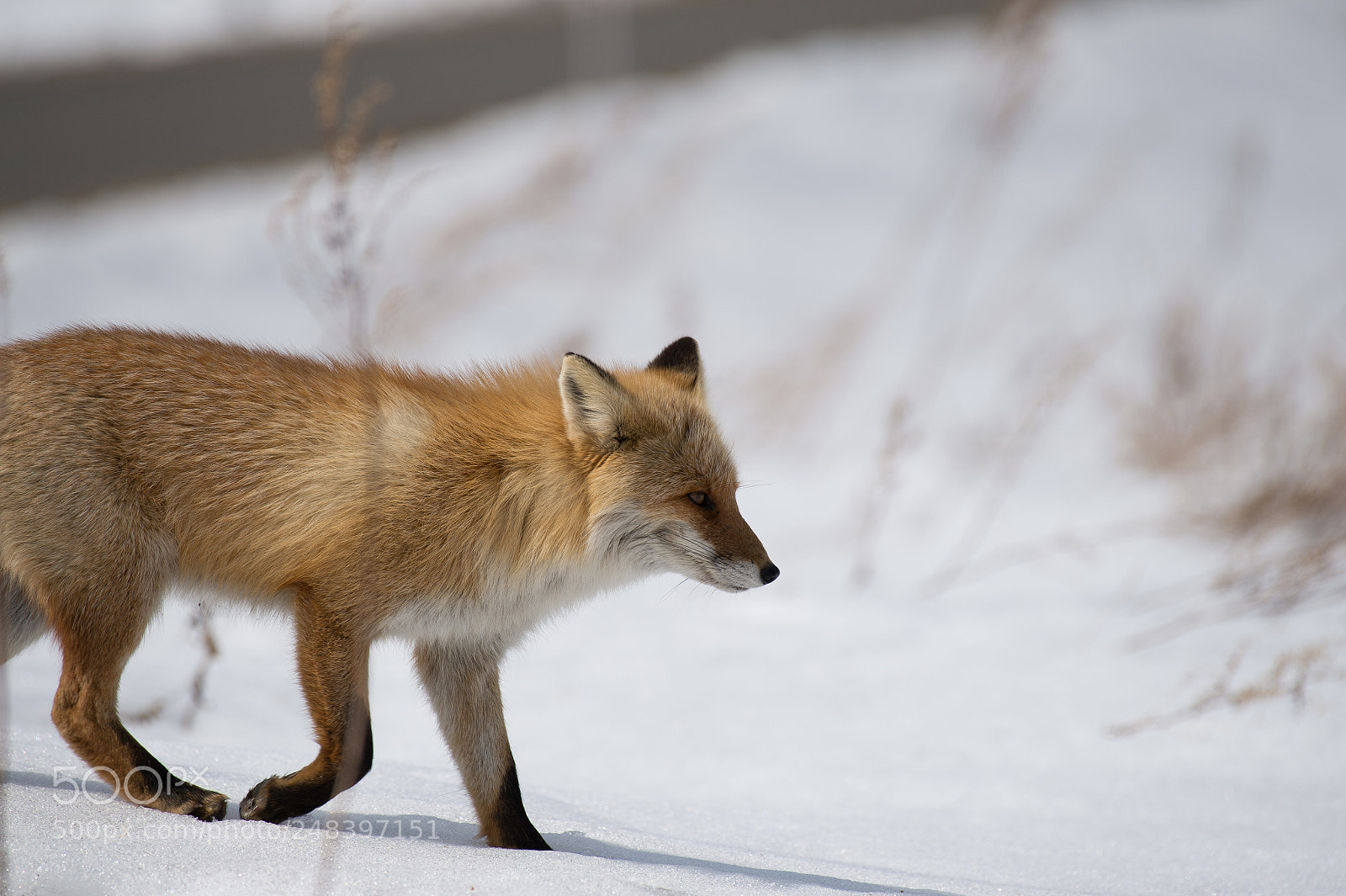 Nikon D4 sample photo. Fox photography