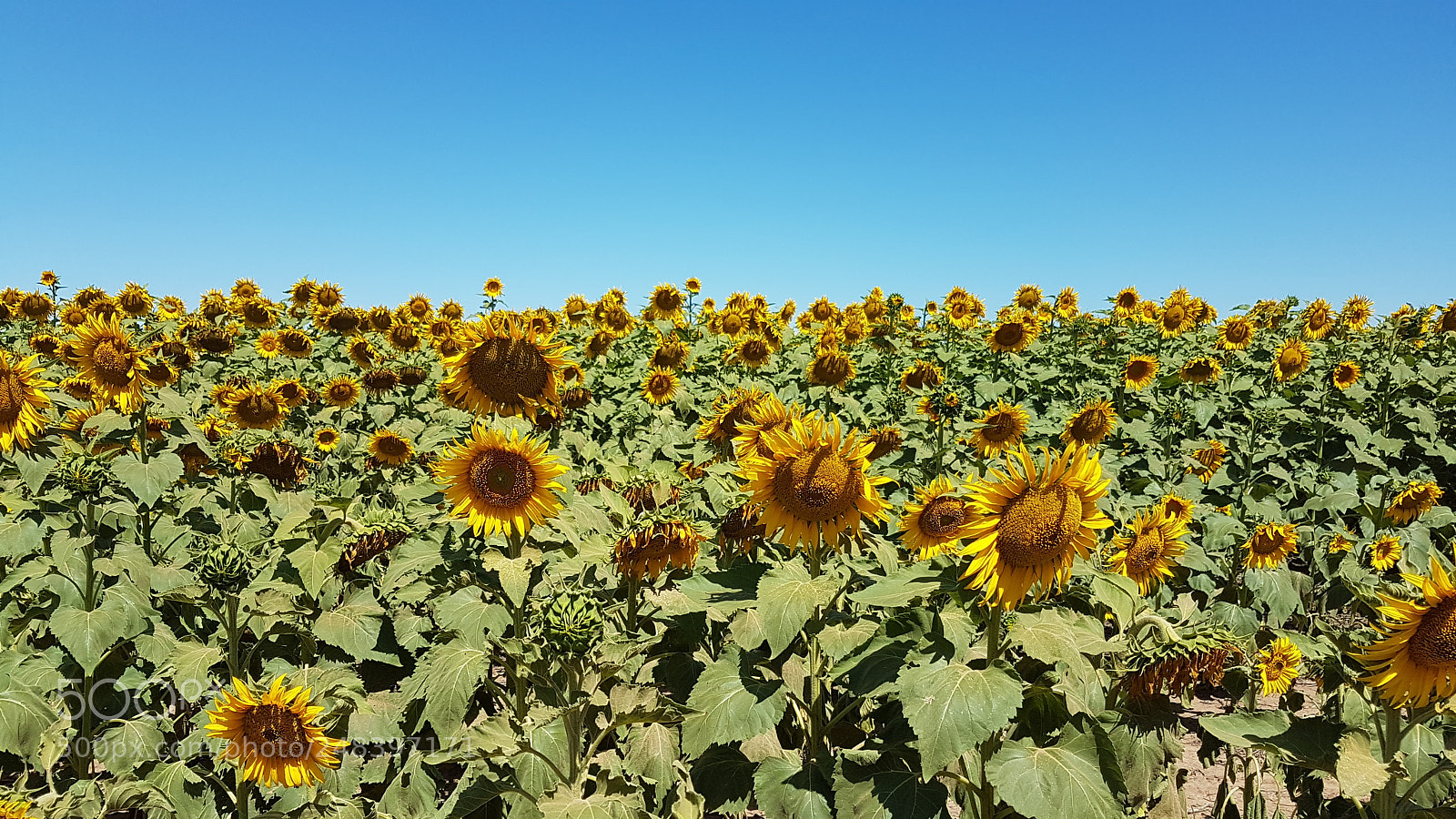 Samsung Galaxy S7 Edge sample photo. Girasoles photography
